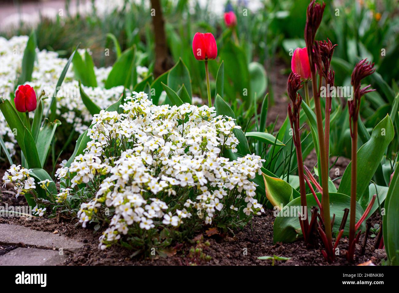 Bright colorful Tulips and Arabis caucasica flowers flowerbed with green leaves blossoms in the garden in spring and summer season. Stock Photo