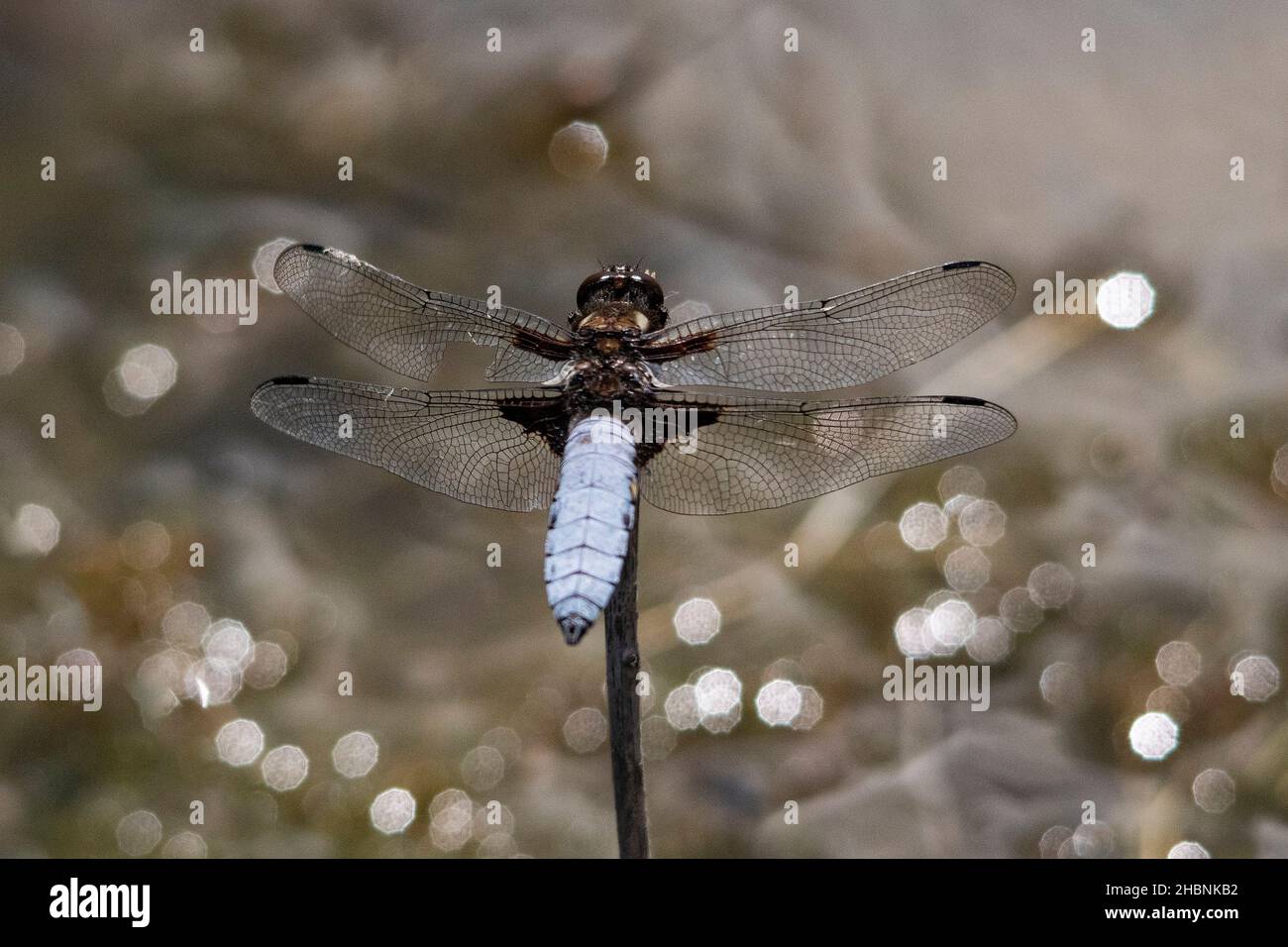 Anisoptera, or dragonflies, are one of the two classical infraorders of the Epiprocta suborder. Stock Photo