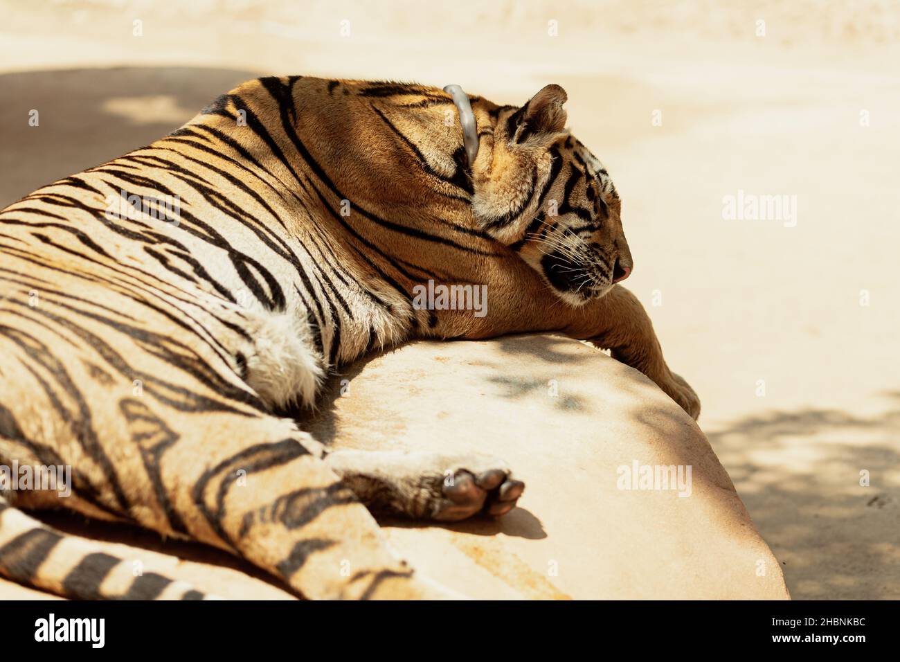 Close-up of a sleeping tiger, Kanchanabury, Thailand Stock Photo