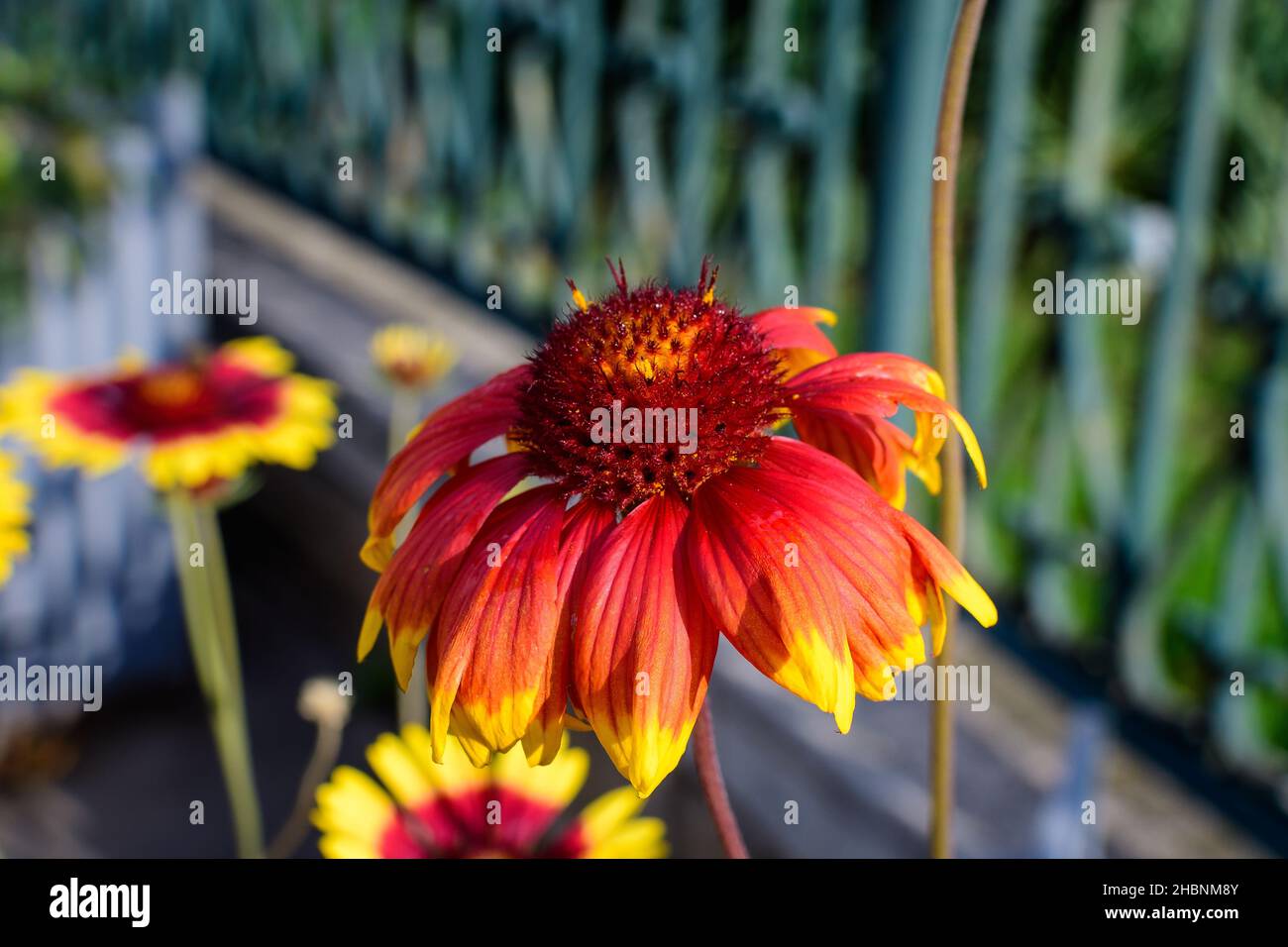 One vivid yellow and red Gaillardia flower, common known as blanket flower,  and blurred green leaves in soft focus, in a garden in a sunny summer day Stock Photo