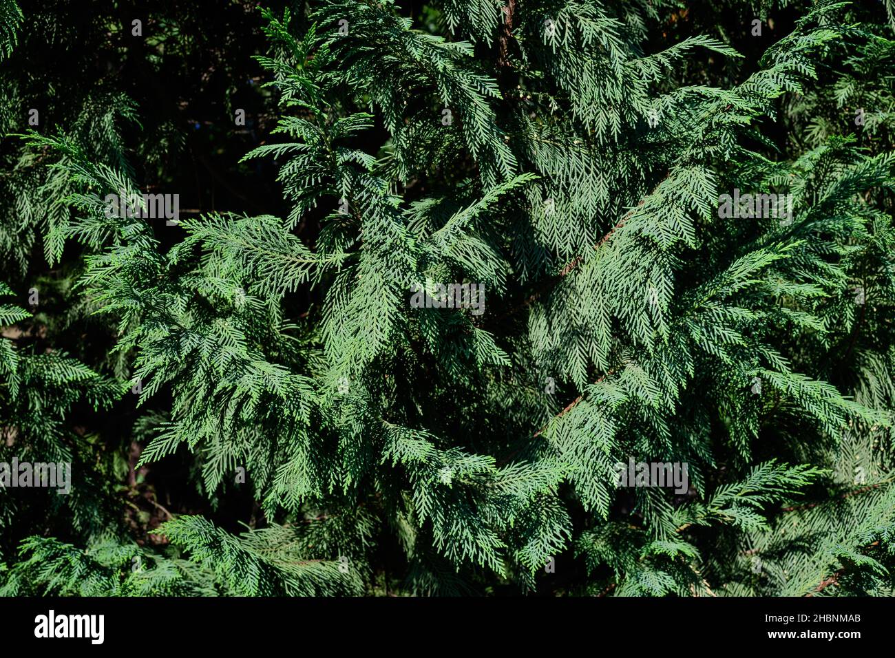Many small vivid green leaves of Thuja coniferous tree, commonly known asarborvitaes, thujas or cedars in a garden in a sunny summer day Stock Photo