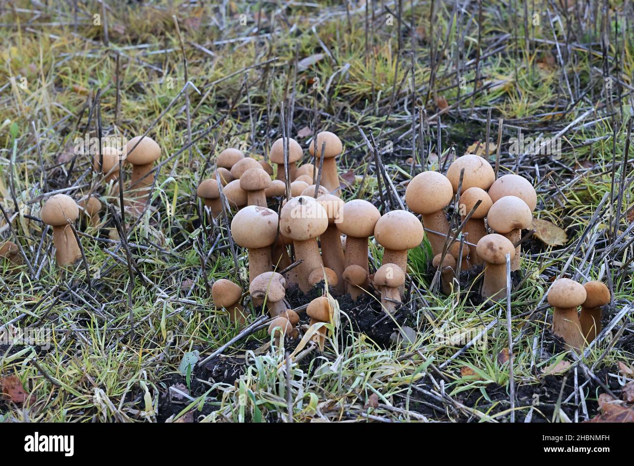 Phaeolepiota aurea, known as golden bootleg or golden cap, wild mushroom from Finland Stock Photo