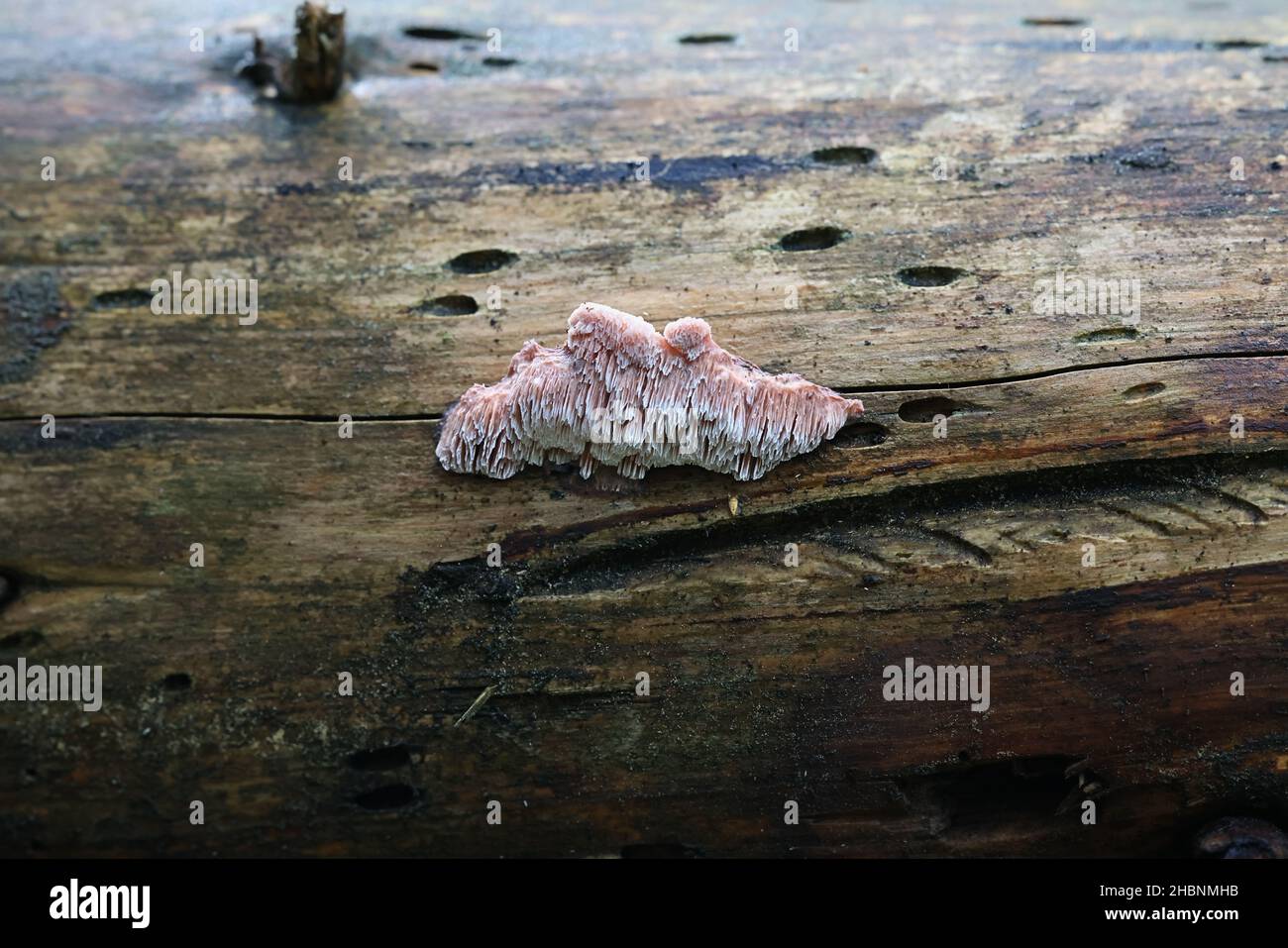 Leptoporus mollis, known as Pink Sherbet Polypore, bracket fungus from Finland Stock Photo