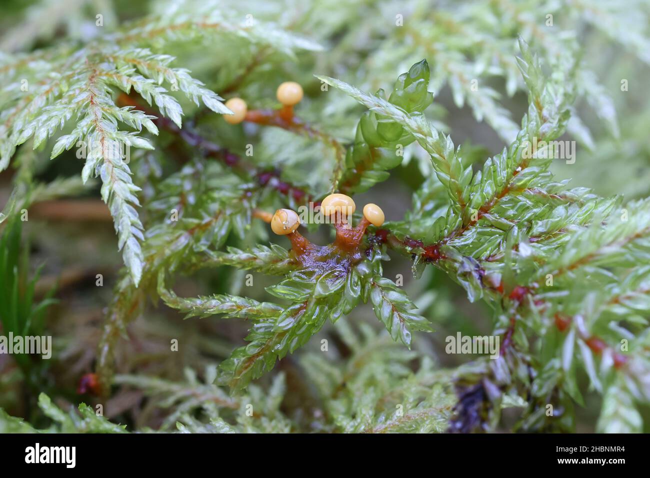 Lepidoderma tigrinum, known as spotted tiger slime mold, early development phase Stock Photo