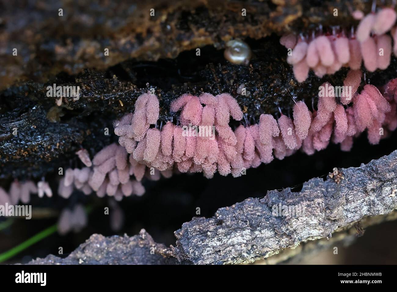 Acryria denudata, commonly known as Carnival candy slime mold Stock Photo