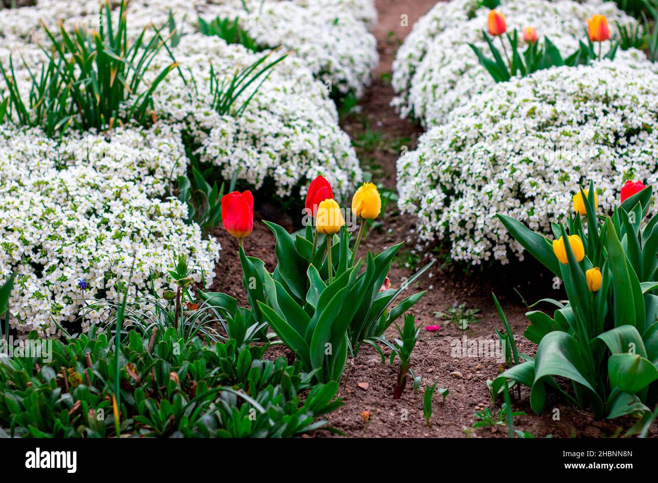 Bright colorful Tulips and Arabis caucasica flowers flowerbed with green leaves blossoms in the garden in spring and summer season. Stock Photo