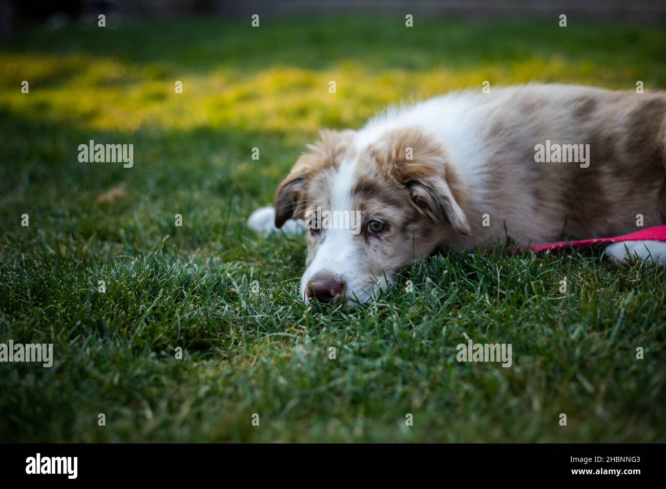 Image showcasing Dog resting in grass Stock Photo - Alamy