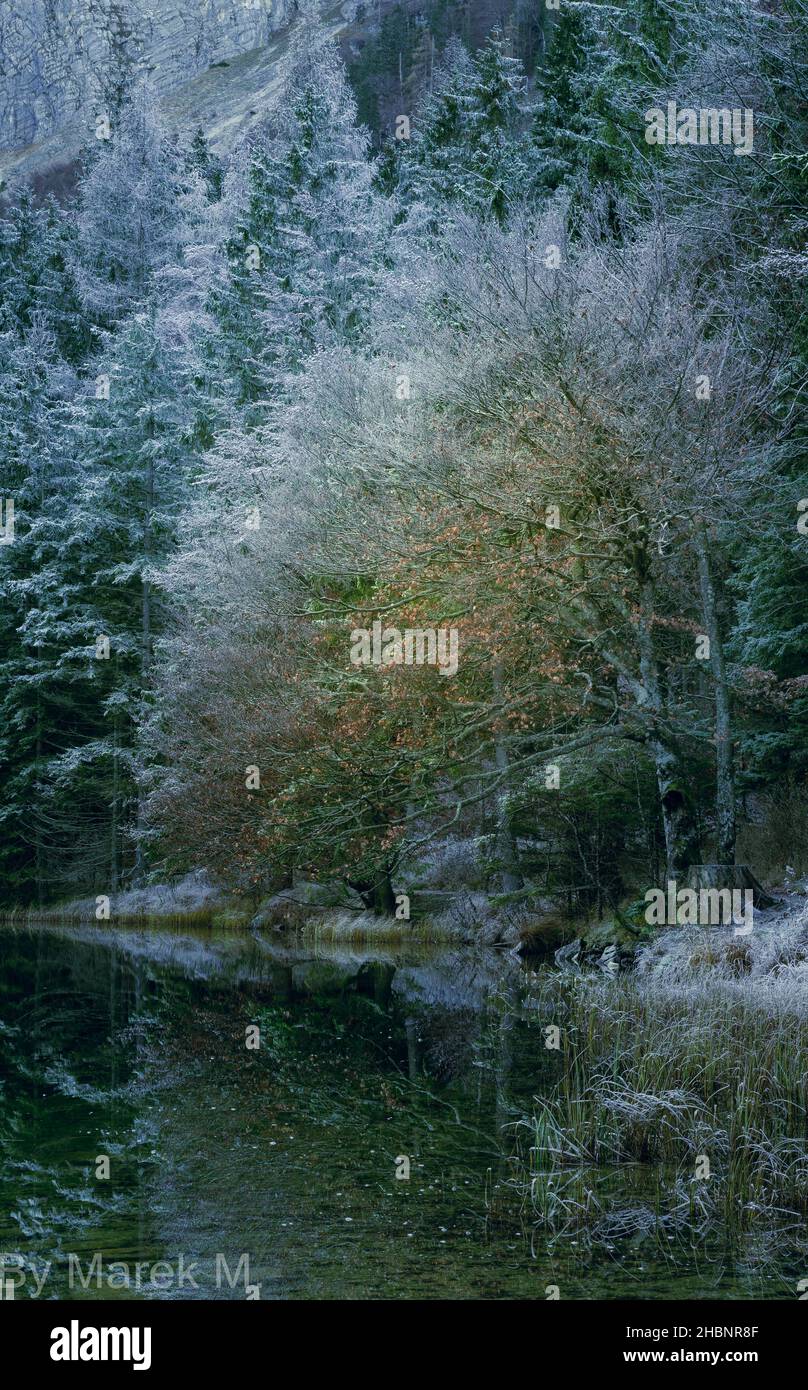 A vertical shot of the reflections of snowy trees in a lake Stock Photo ...