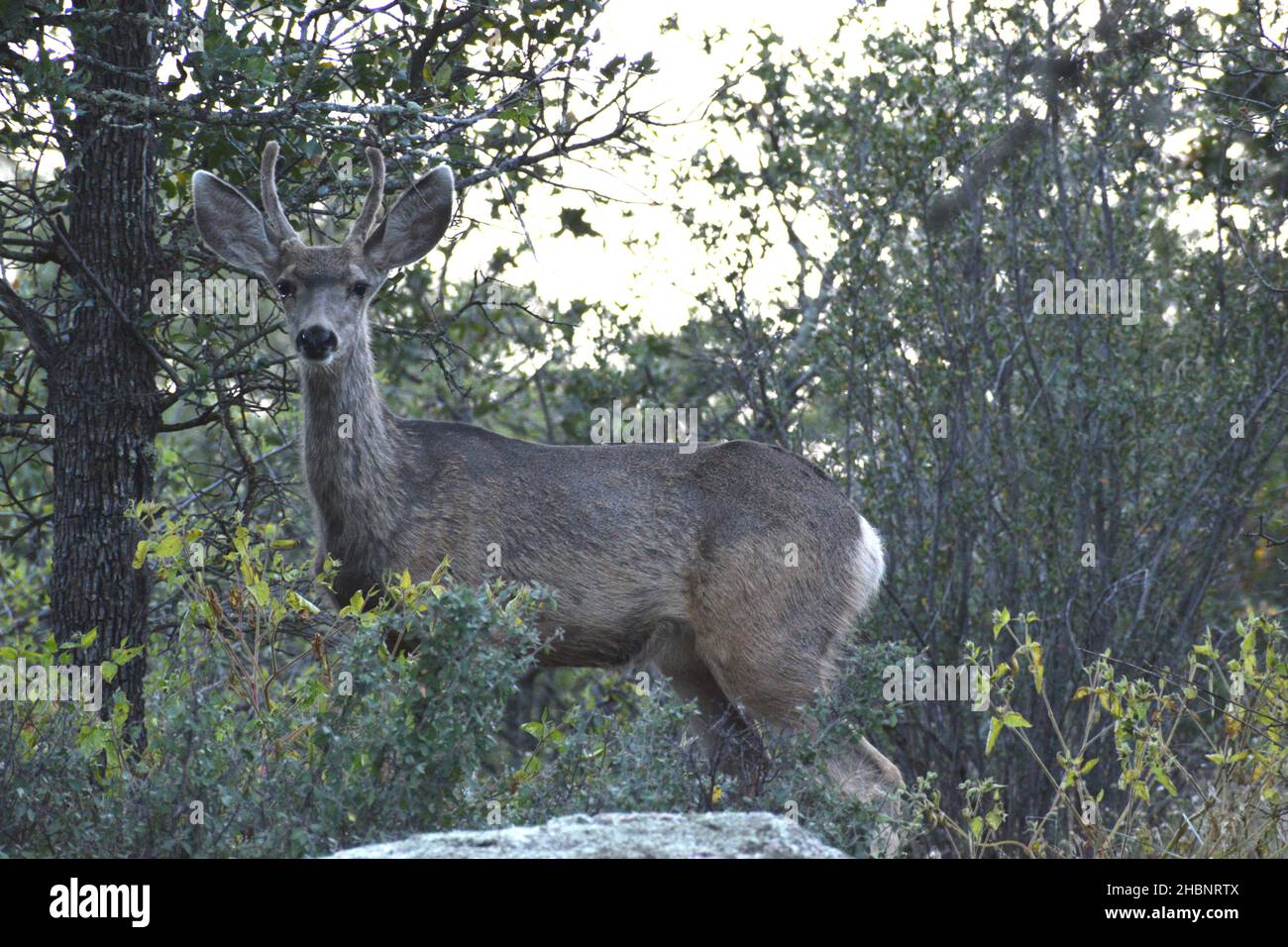 Side view of mule deer with long neck and worn summer coat. Stock Photo