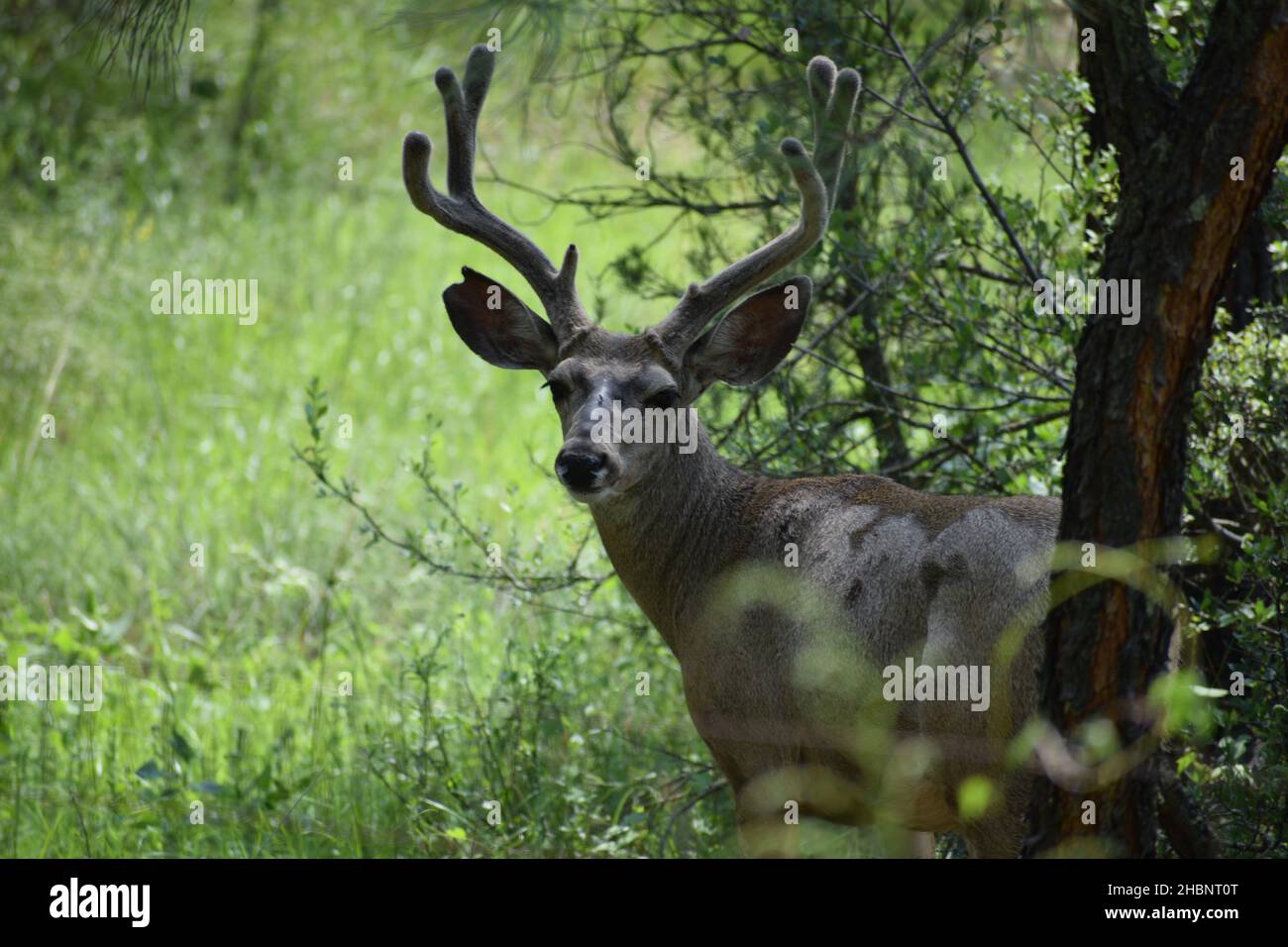 A mule deer buck stands silently in the Bradshaw Mountains. Stock Photo