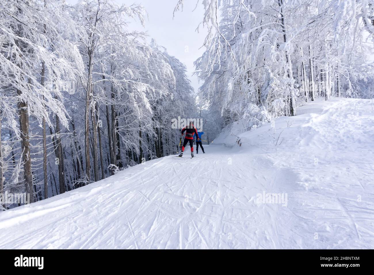 Two cross-country skiers runs a groomed ski trail. Road in mountains at winter day. Trees covered with hoarfrost. Kremnica Mountains, Slovakia. Stock Photo