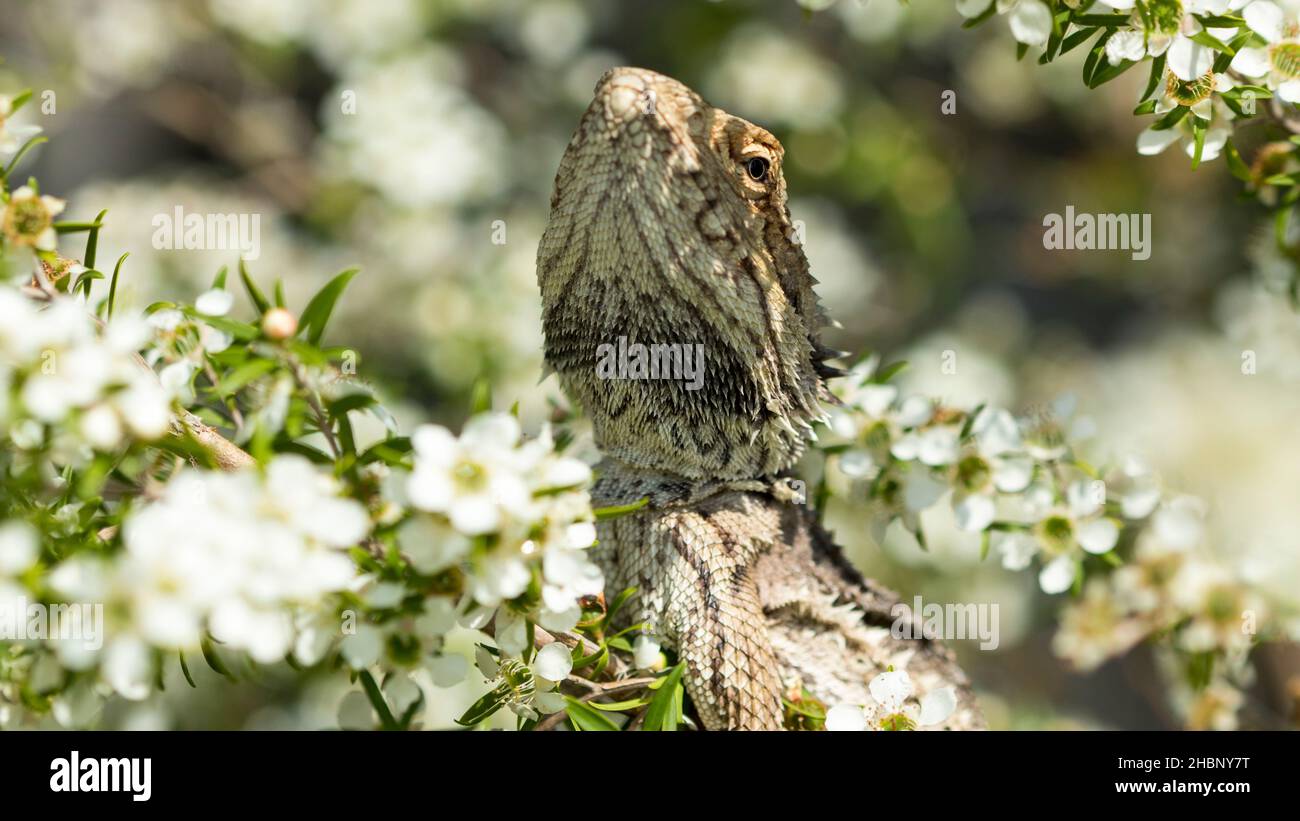 Pogona spp hires stock photography and images Alamy