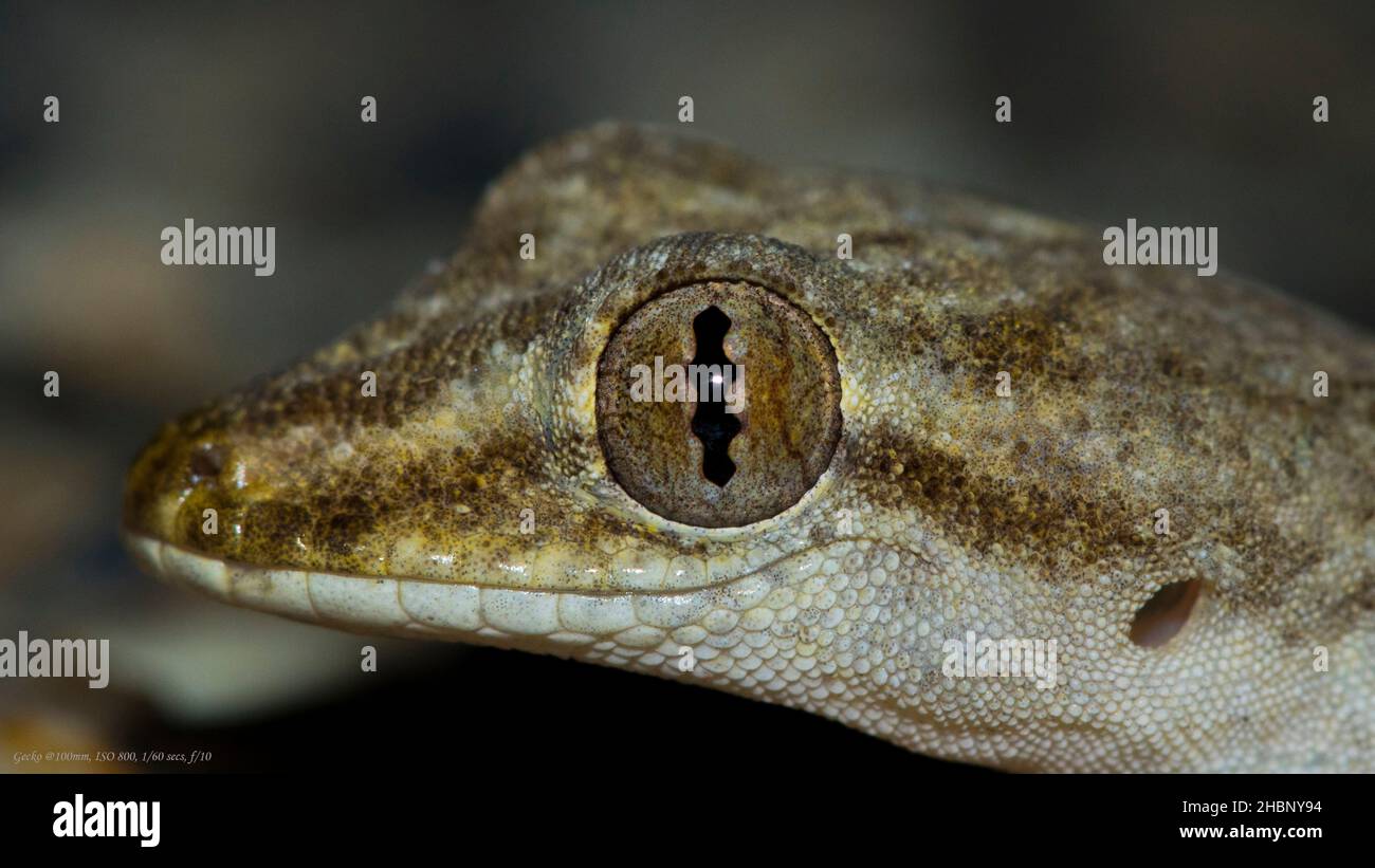 Australian Gecko Closeup of Eye Detail Bundaberg QLD Australia Stock Photo