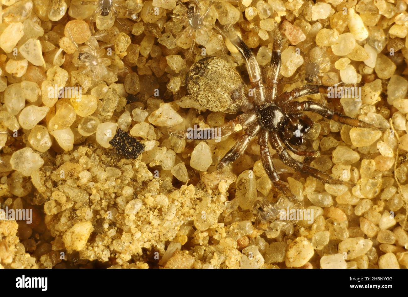 Magnified view of tiny Australian spider on sand Stock Photo