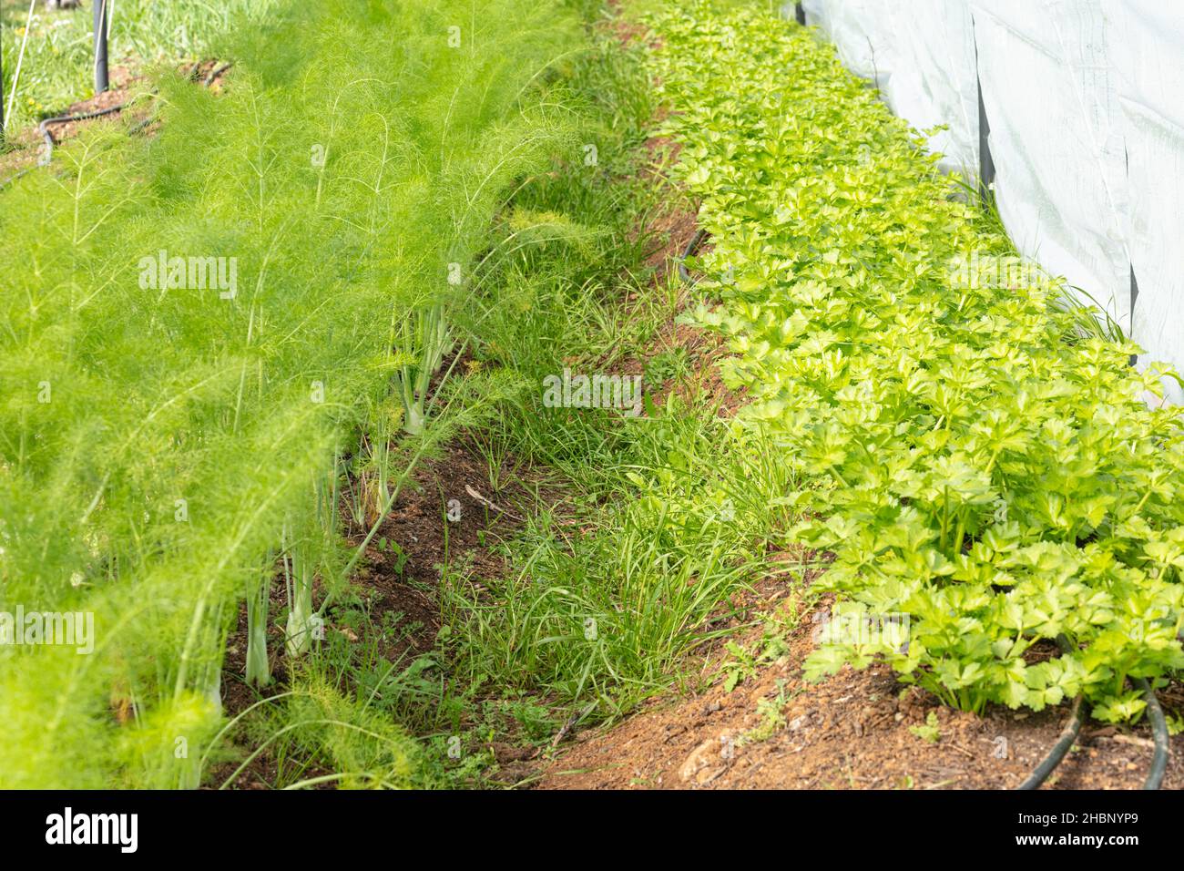 fennel growing in a greenhouse Stock Photo Alamy