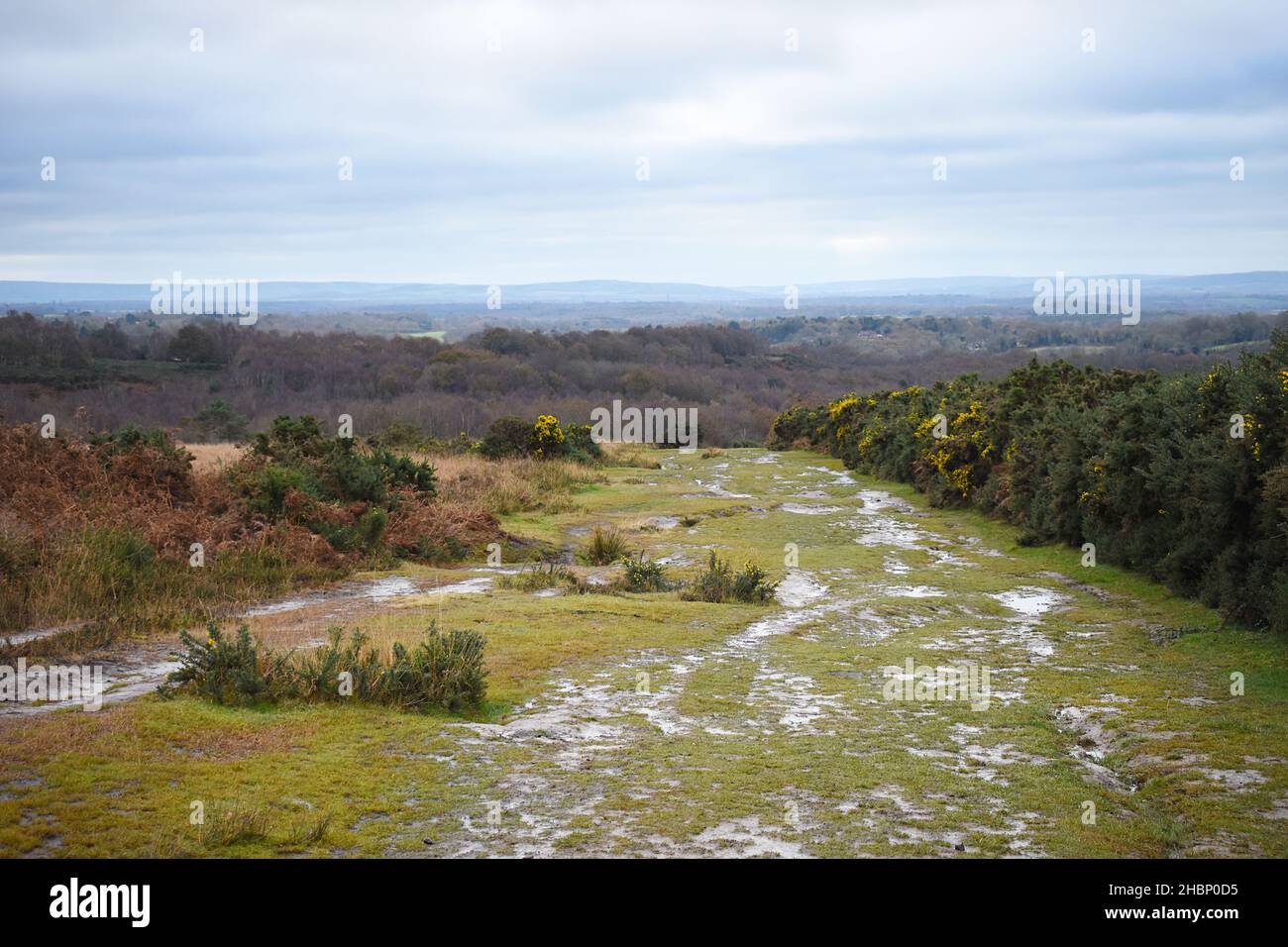 Ashdown Forest view in East Sussex, UK. Located in the High Weald Area of Outstanding Natural Beauty, a wet muddy grass footpath leads away. Stock Photo
