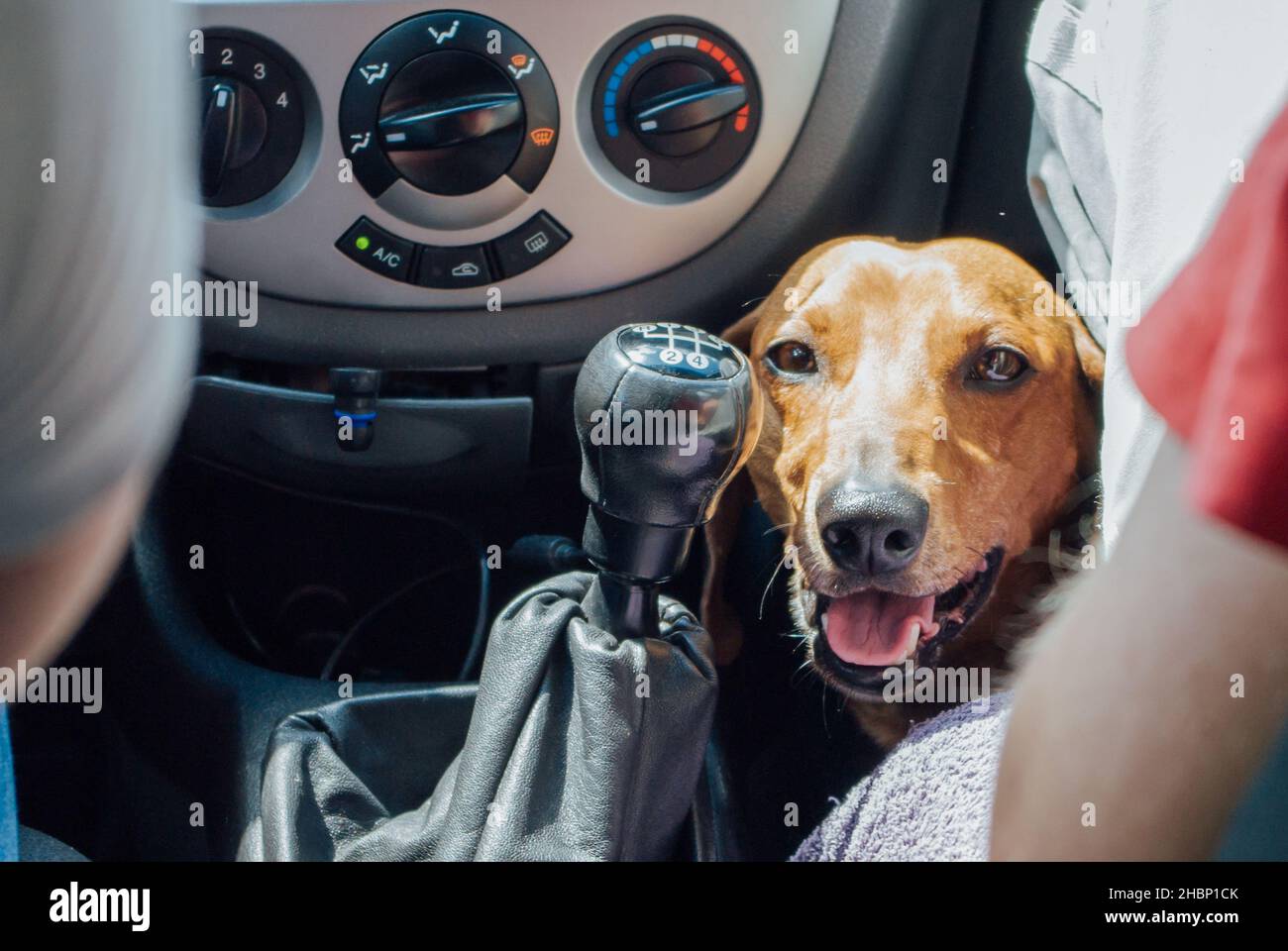 can p platers drive with dogs