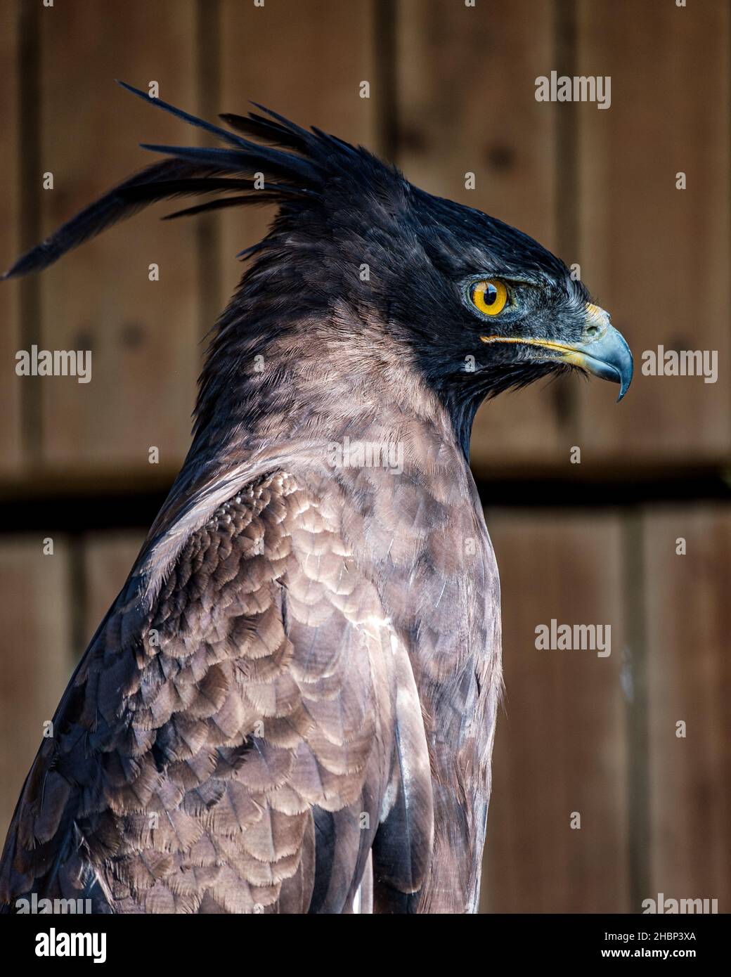 A closeup shot of a long-crested eagle, KZN, South Africa Stock Photo