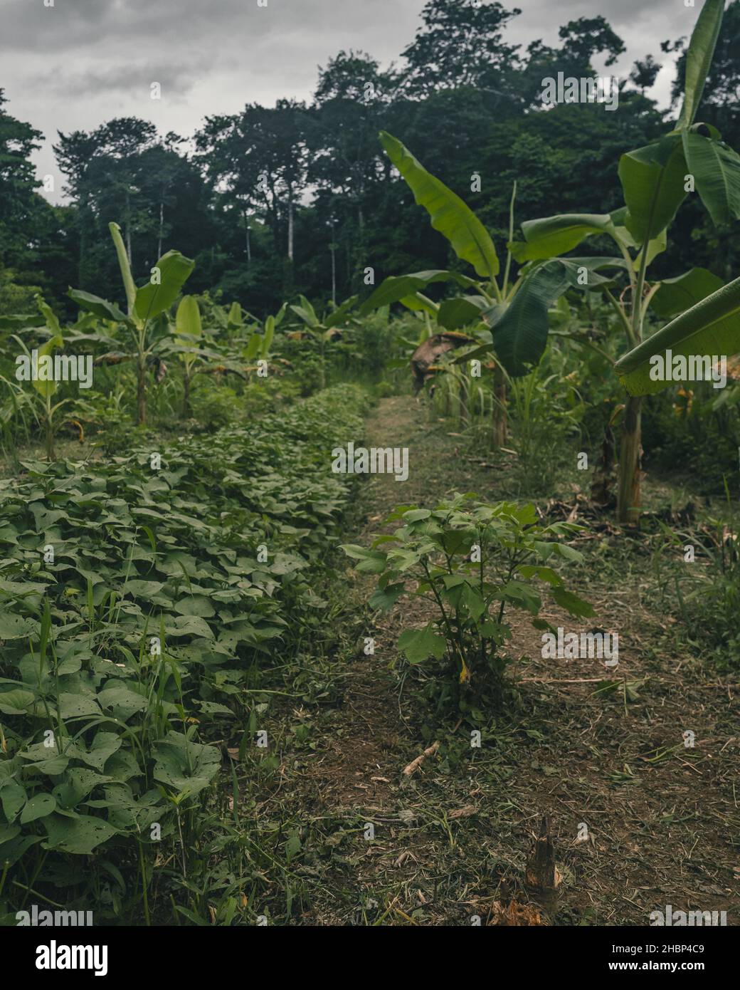 A vertical shot of a green plantation field in Punta Mona, Costa Rica ...