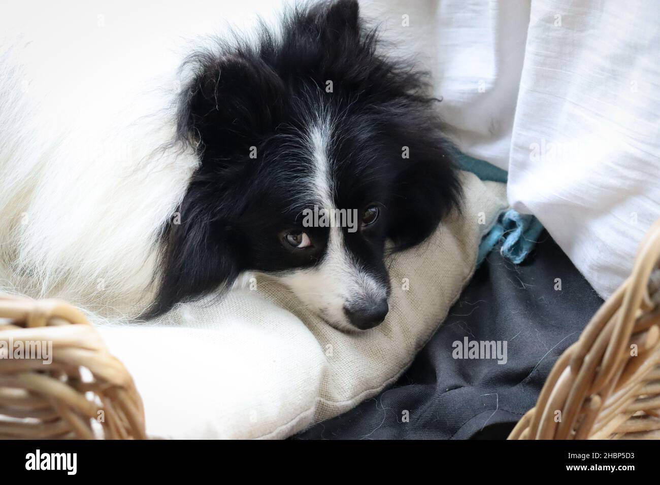 A closeup shot of a white and black colored German spitz dog
