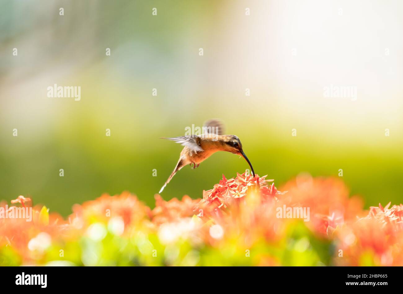Small brown Little Hermit hummingbird, Phaethornis longuemareus, feeding on an orange Ixora hedge in warm sunlight with a light background. Stock Photo
