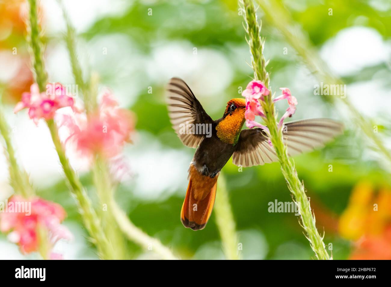 Exotic male Ruby Topaz hummingbird, Chrysolampis Mosquitus feeding on pink Vervain flowers in a garden. Stock Photo