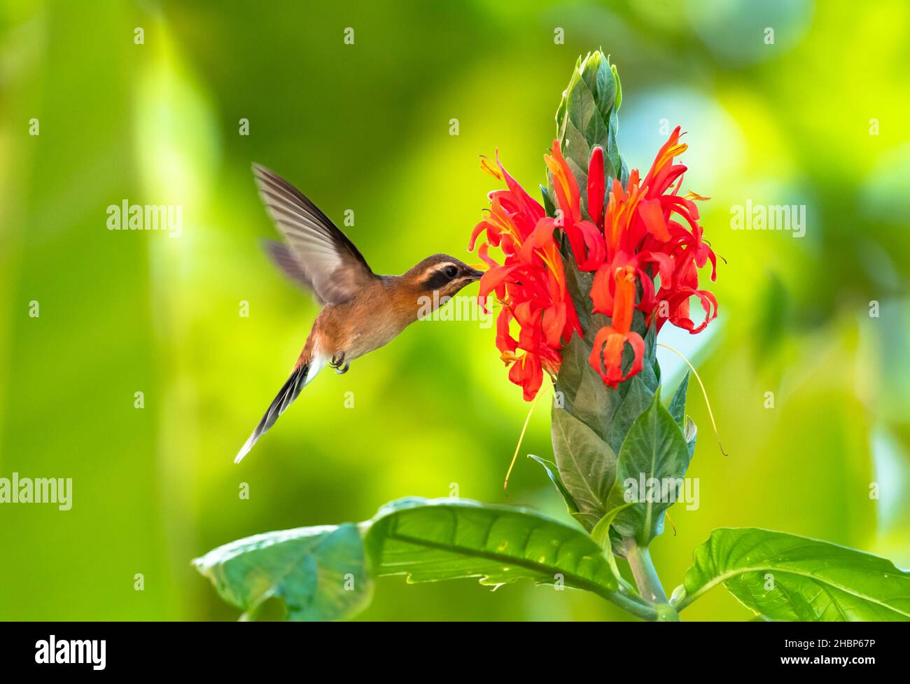 A tropical Little Hermit hummingbird, Phaethornis Longuemareus, feeding on the exotic Pachystachys flower in the rainforest of Trinidad and Tobago. Stock Photo
