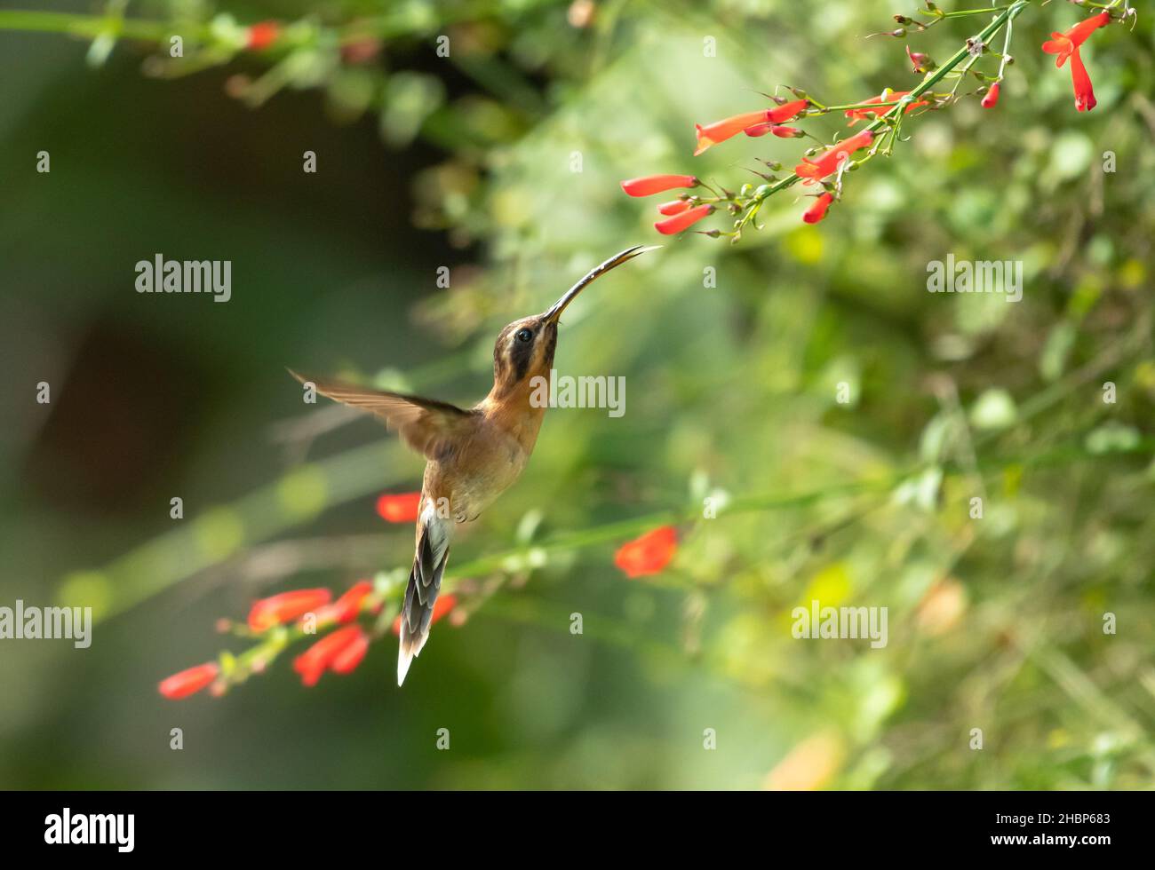 Little Hermit hummingbirds, Phaethornis Longuemareus feeding on red Antigua Heath flowers with green plants blurred in the background and warm morning Stock Photo