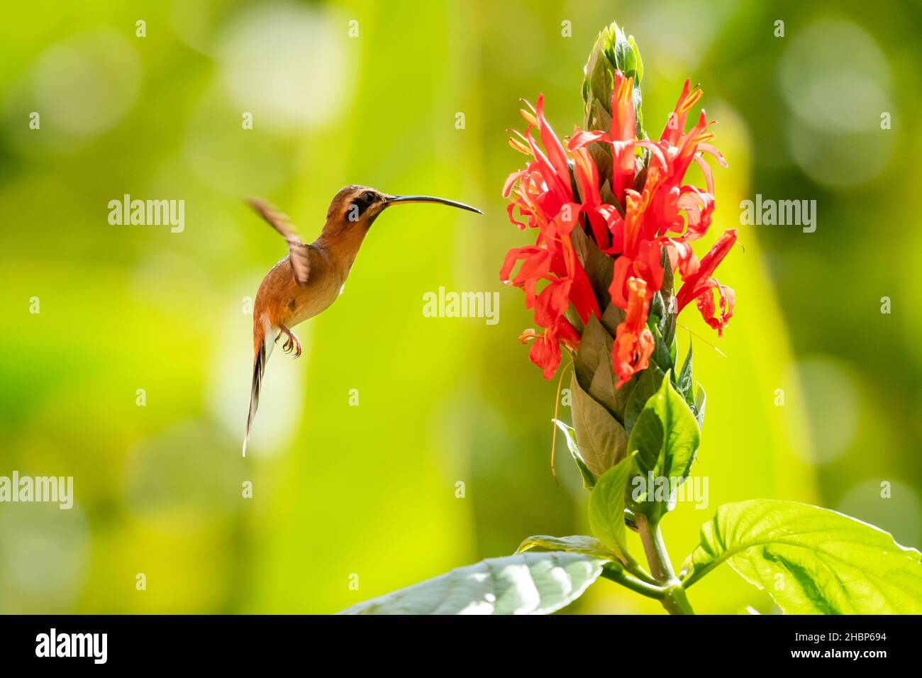 A tropical Little Hermit hummingbird, Phaethornis Longuemareus, feeding on the exotic Pachystachys flower in warm afternoon sunlight. Stock Photo