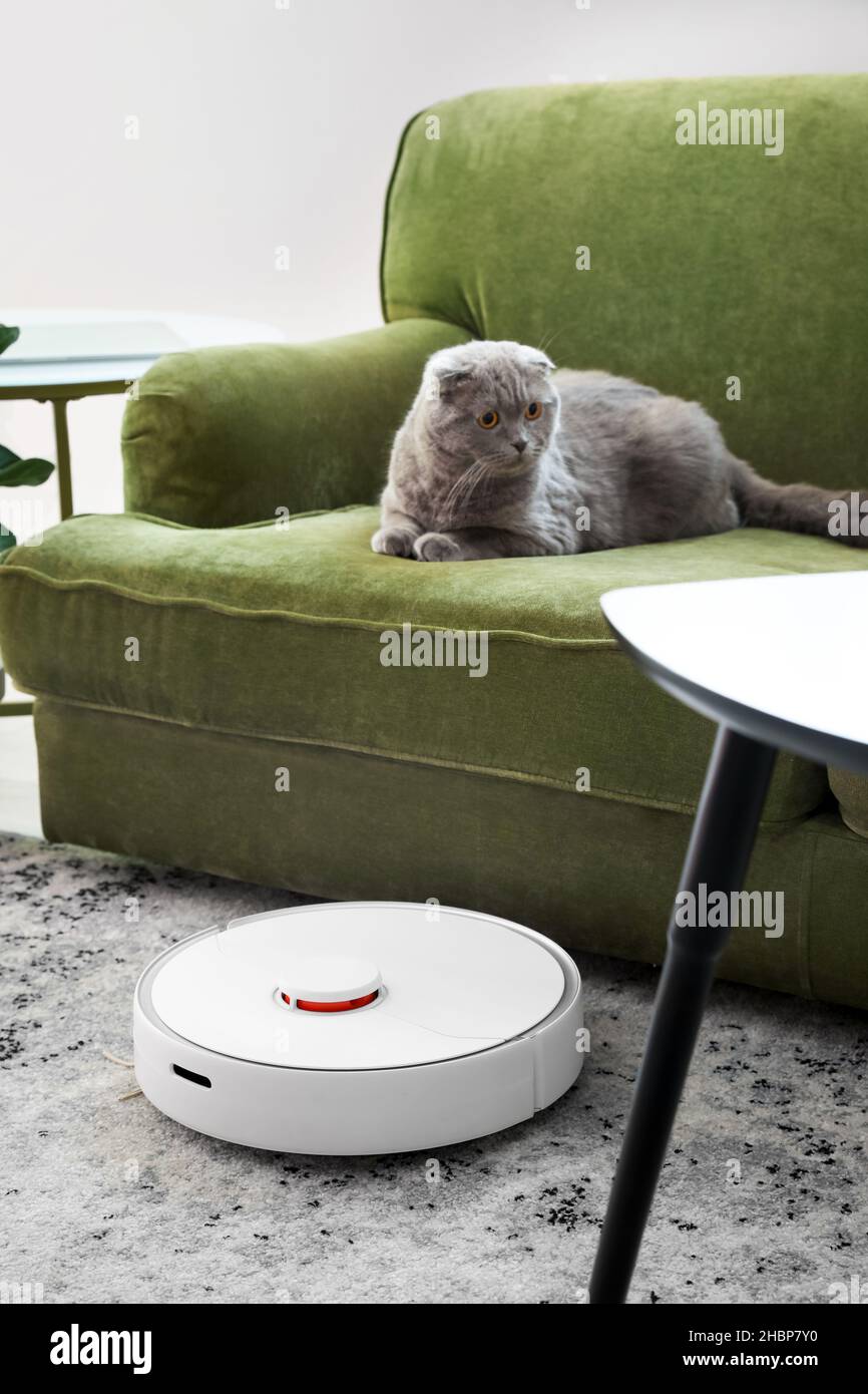 Modern robot vacuum cleaner near sofa with cute cat in room Stock Photo -  Alamy