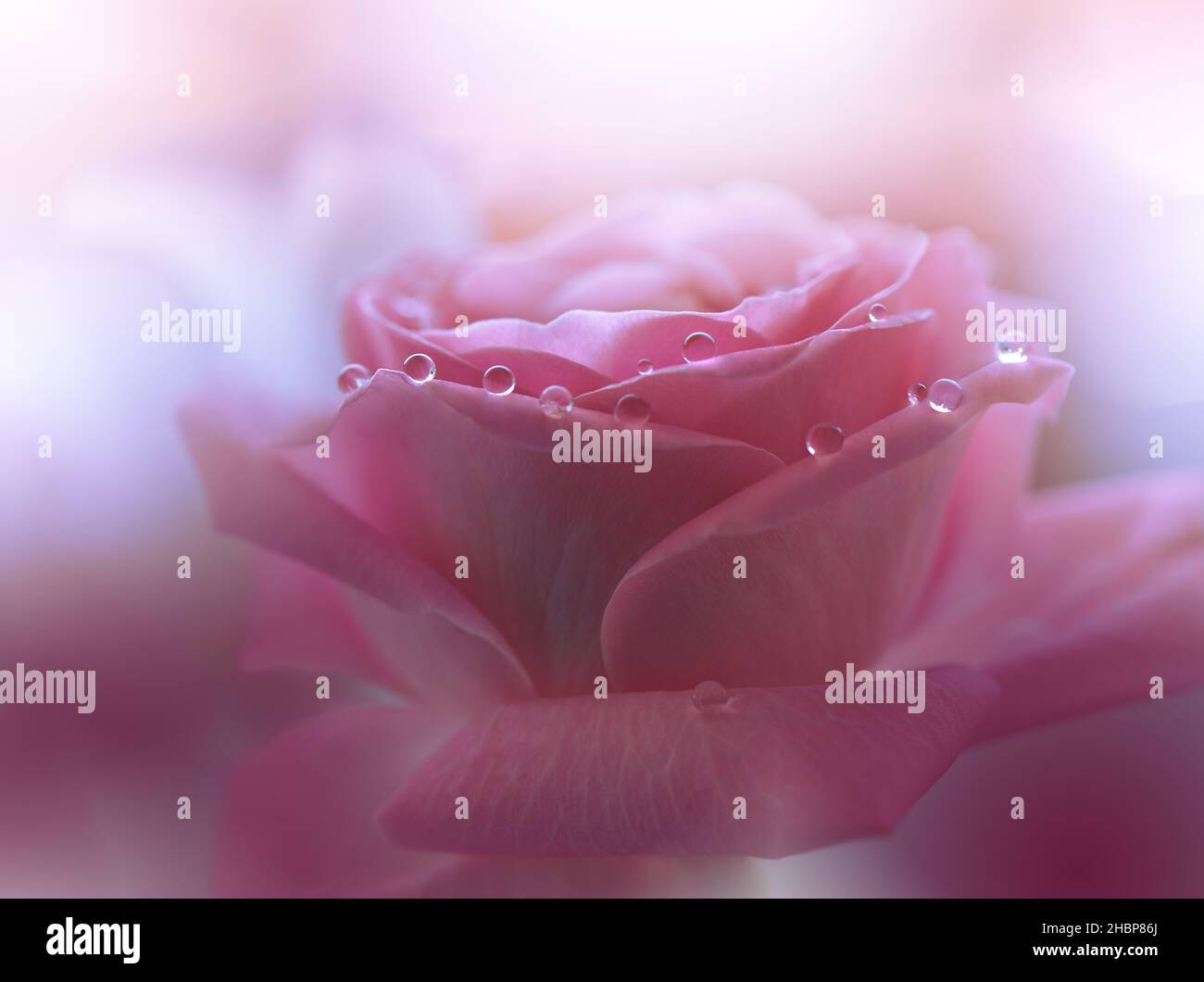 Beautiful Nature Background.Floral Art Design.Abstract Macro Photography.Pink Rose Flower.Pastel Flowers.White Background.Creative Artistic Drop. Stock Photo