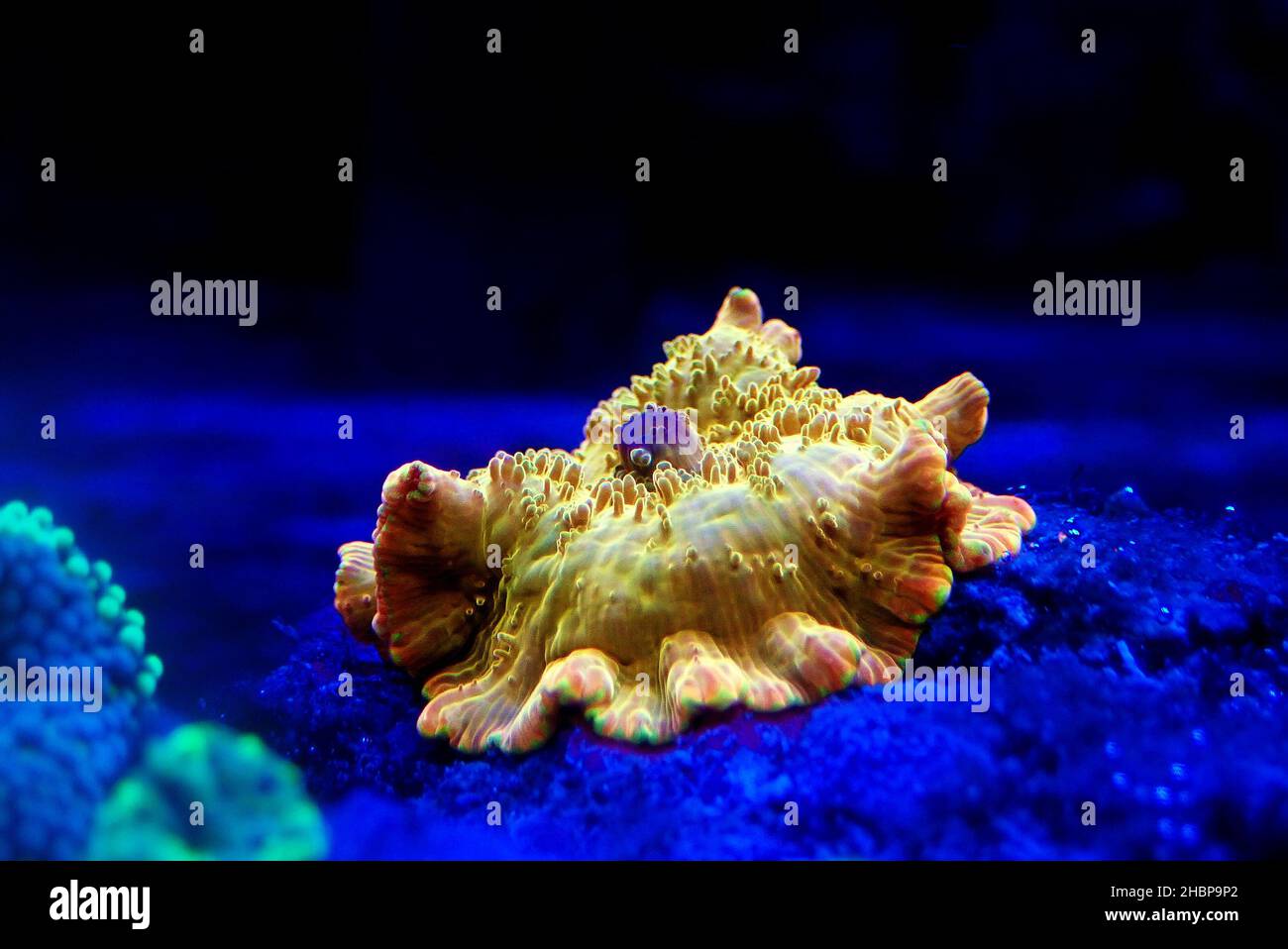 Gold Discosoma Mushroom coral/anemone - (Actinodiscus sp.) Stock Photo