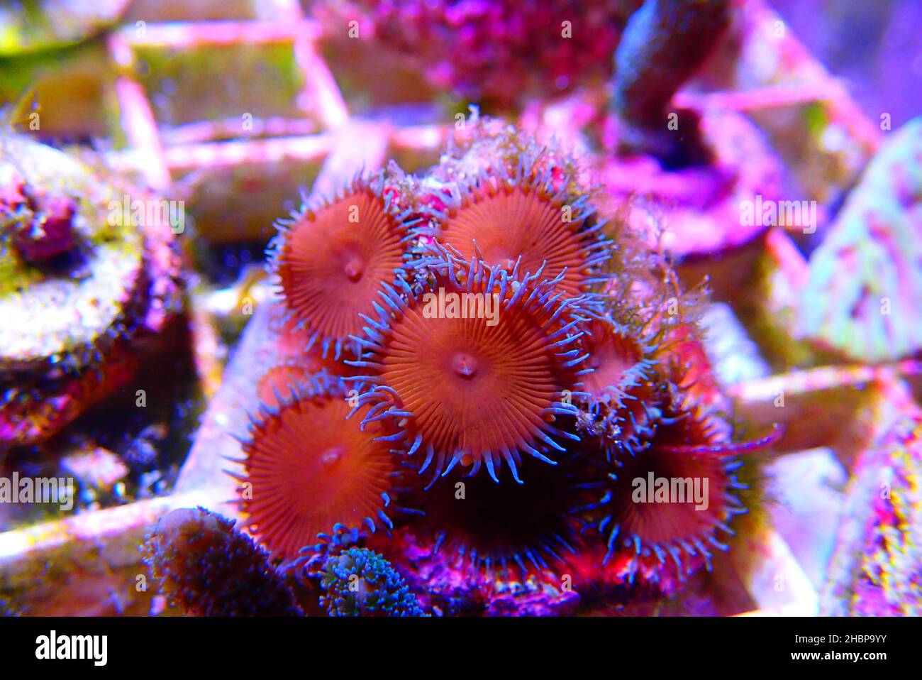 'Red Death' small colony of amazing colorful palythoa polyps Stock Photo