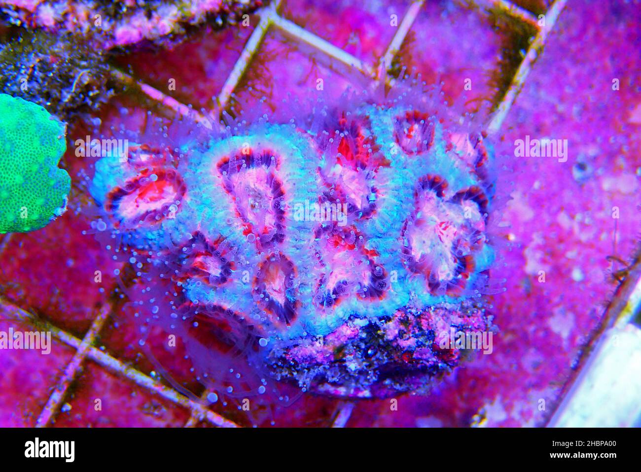 Arrow Favites brain small piece of reef stony coral Stock Photo