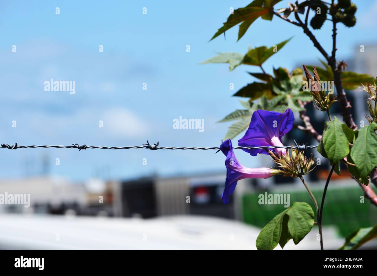 Strand of barbed wire with flowers Stock Photo