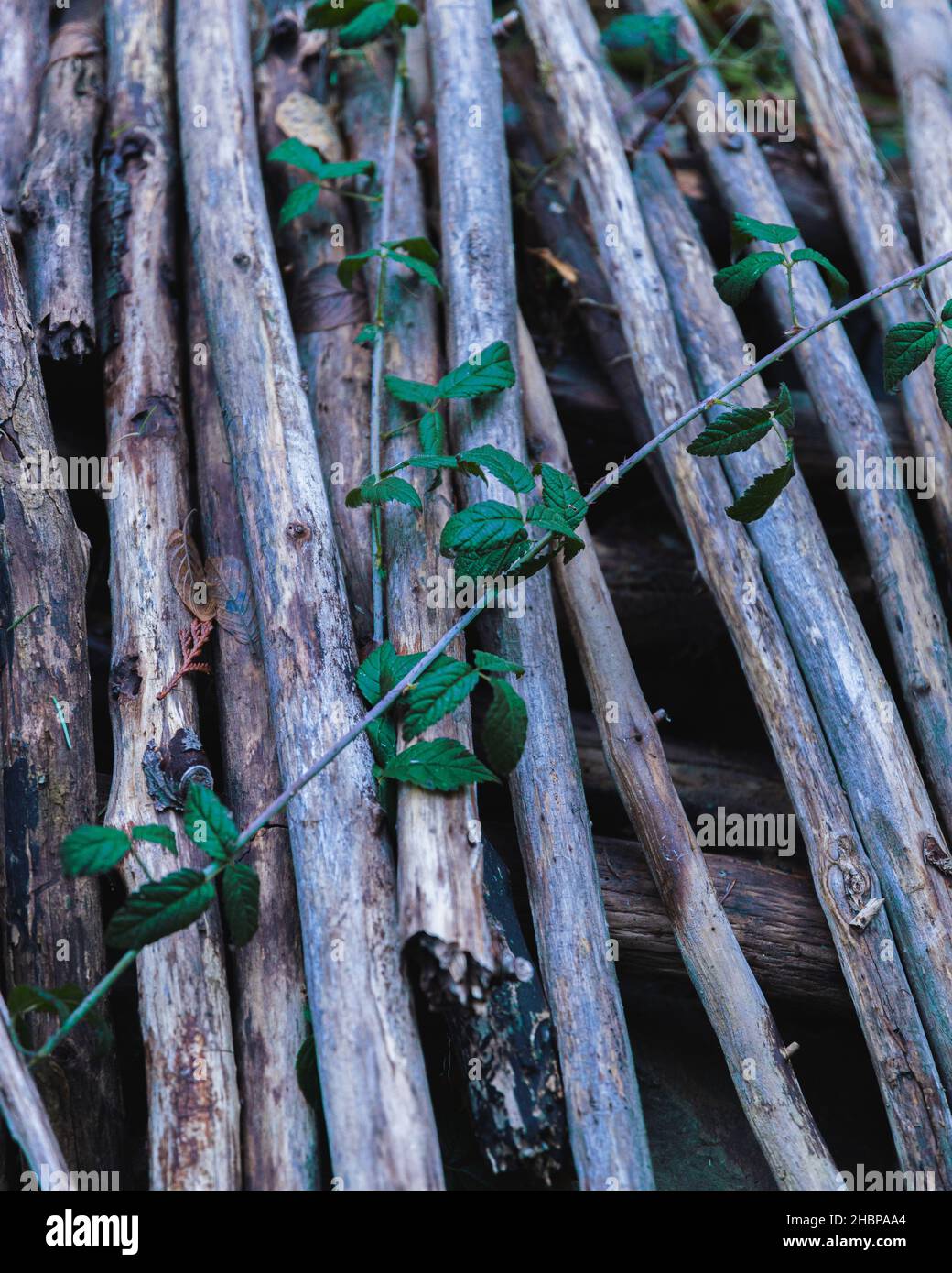 Shot of these branches on the ground with a green to separate itself as the subject Stock Photo