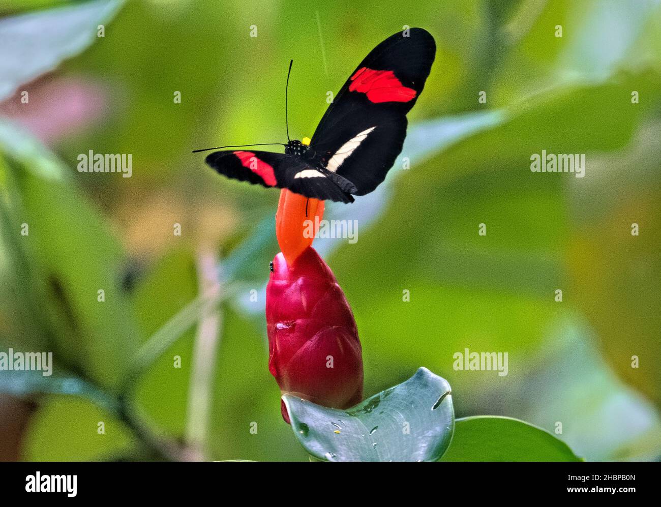 Red postman butterfly (Heliconius erato), Cahuita National Park, Costa Rica Stock Photo
