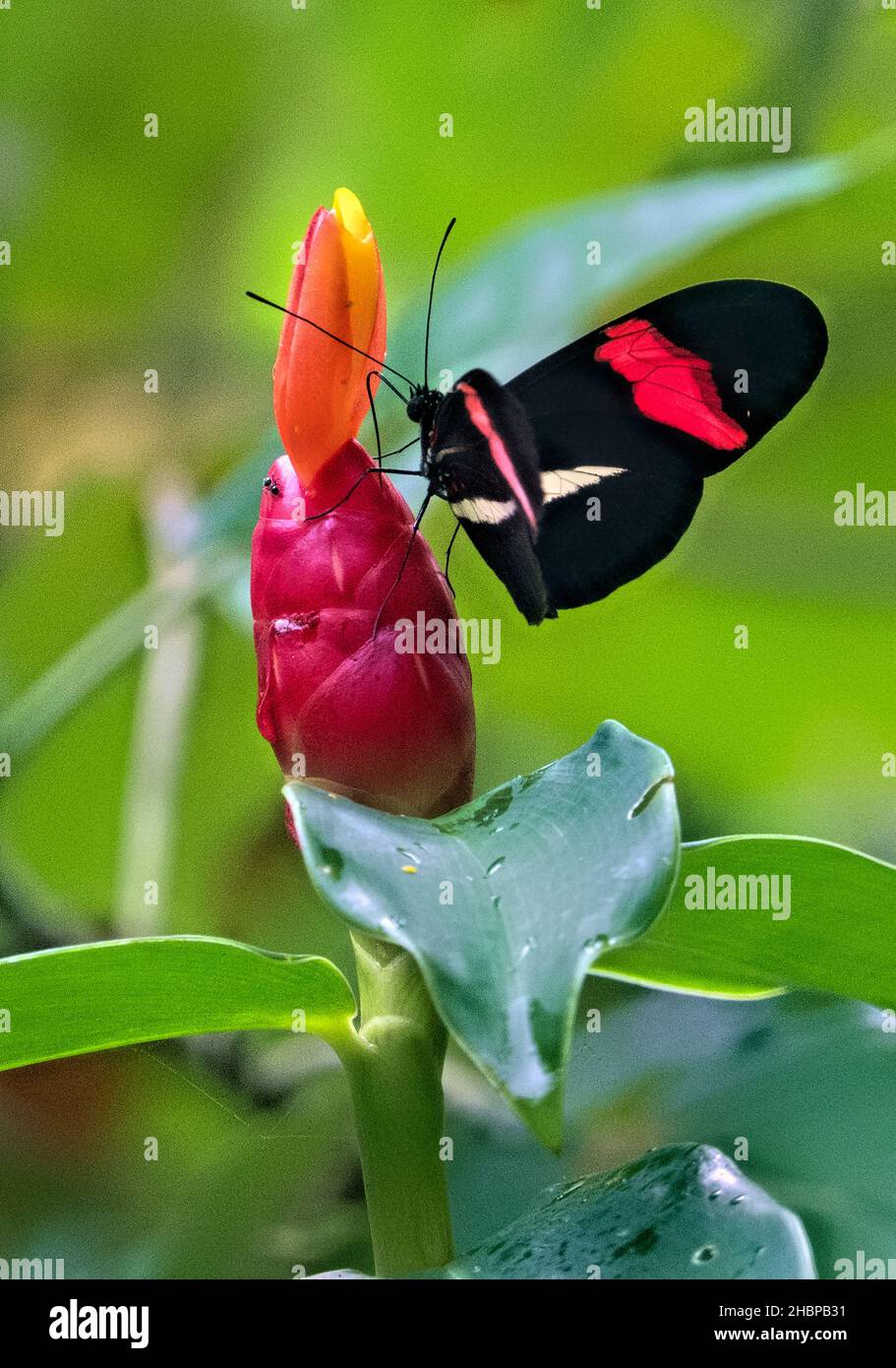 Red postman butterfly (Heliconius erato), Cahuita National Park, Costa Rica Stock Photo