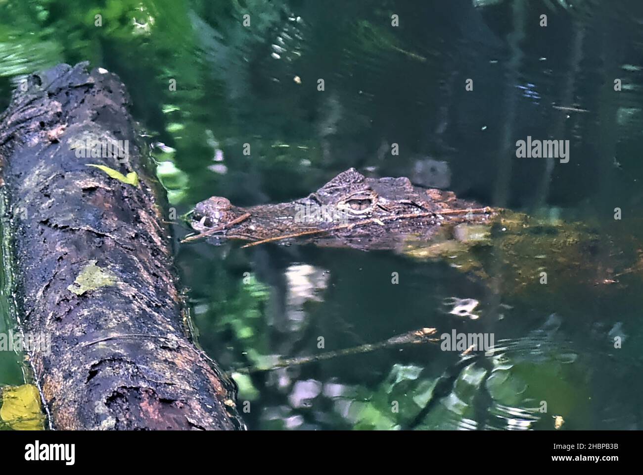 Lurking spectacled caiman (Caiman crocodilus), Cahuita National Park, Costa Rica Stock Photo