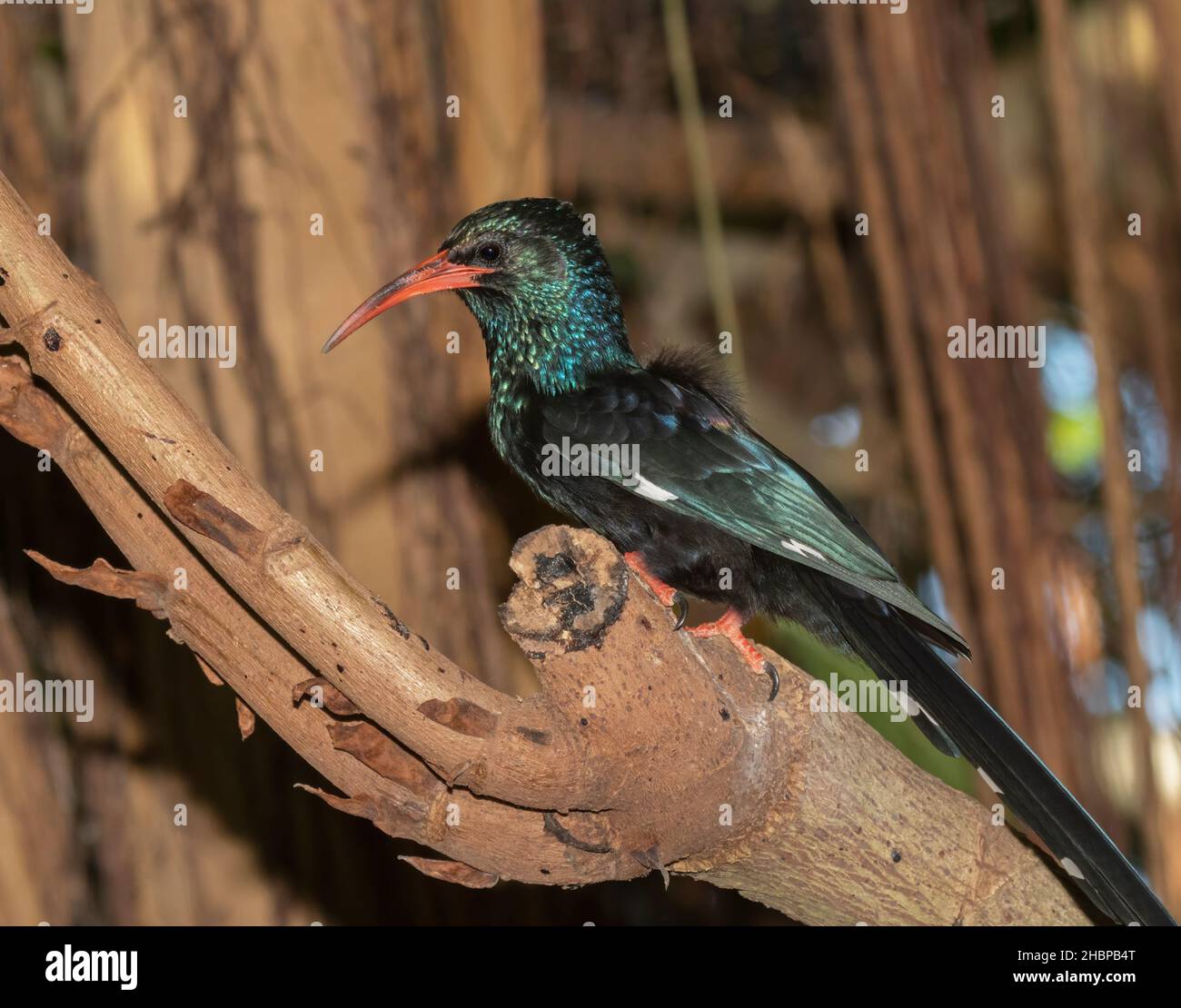 Green wood hoopoe perched on a tree branch Stock Photo
