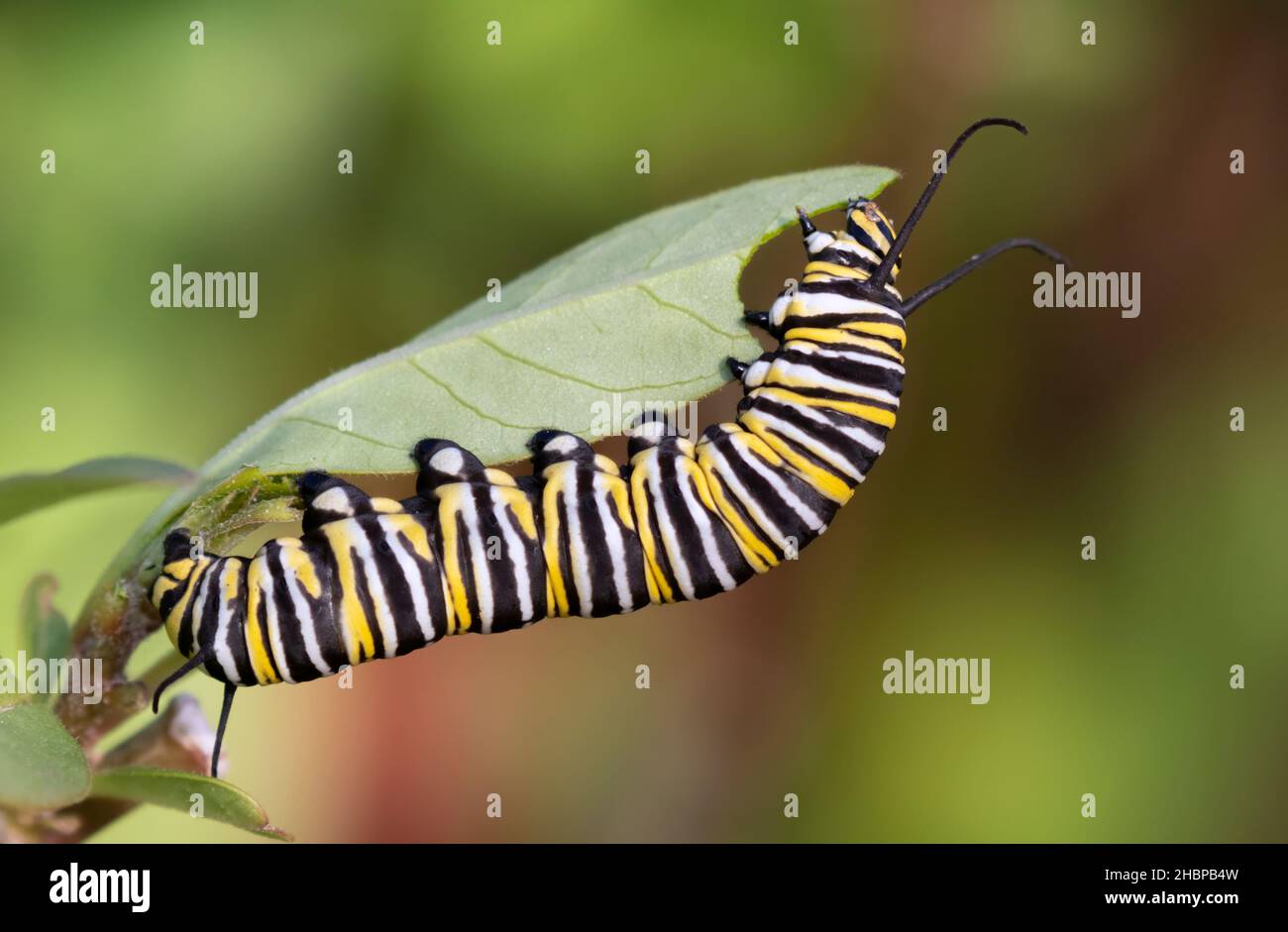 Monarch Butterfly Caterpillar Eating Milkweed Leaf Stock Photo - Alamy