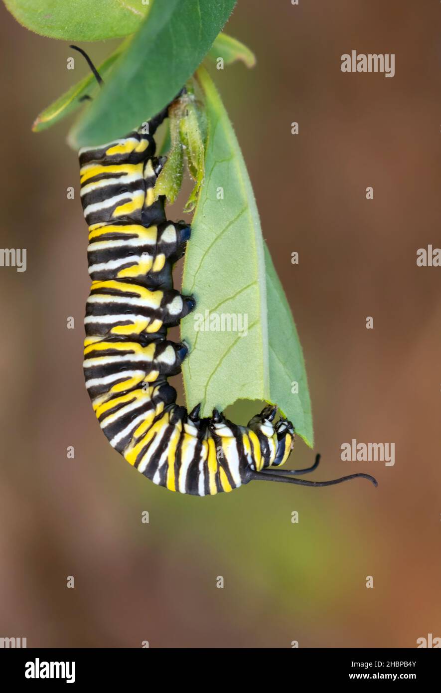 Monarch Butterfly Caterpillar Eating Milkweed Leaf Stock Photo Alamy