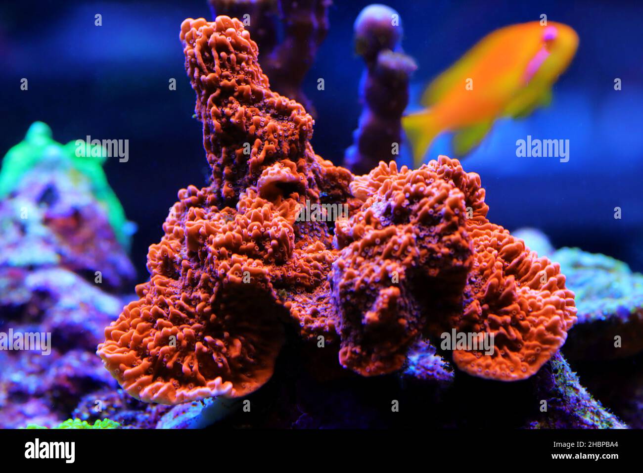 Photo inspiration: Reef Tank Stony Coral Aquarium Skimmer Maintenance Reference: Montipora Colorful Stony Coral In Reef Aquarium Tank Stock Photo