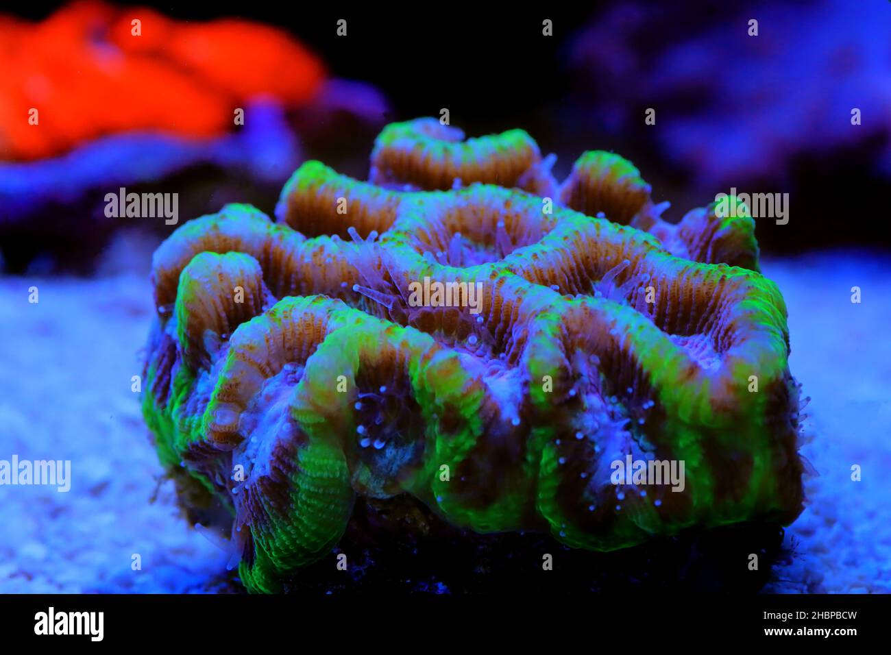 Maze Brain LPS Coral - Platygyra sp. Stock Photo