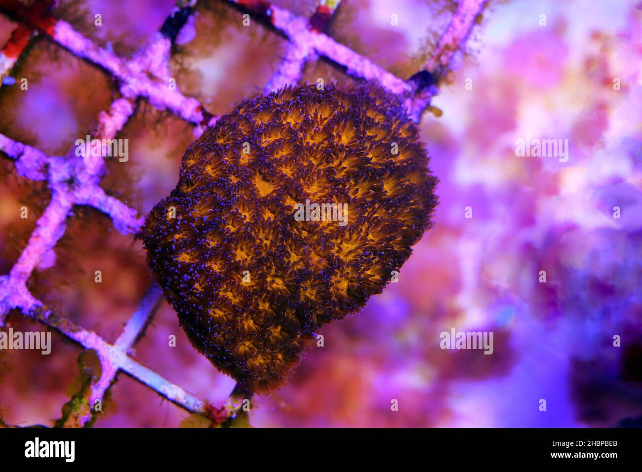 Orange Eye Leptastrea LPS Coral - (Leptastrea purpurea) Stock Photo