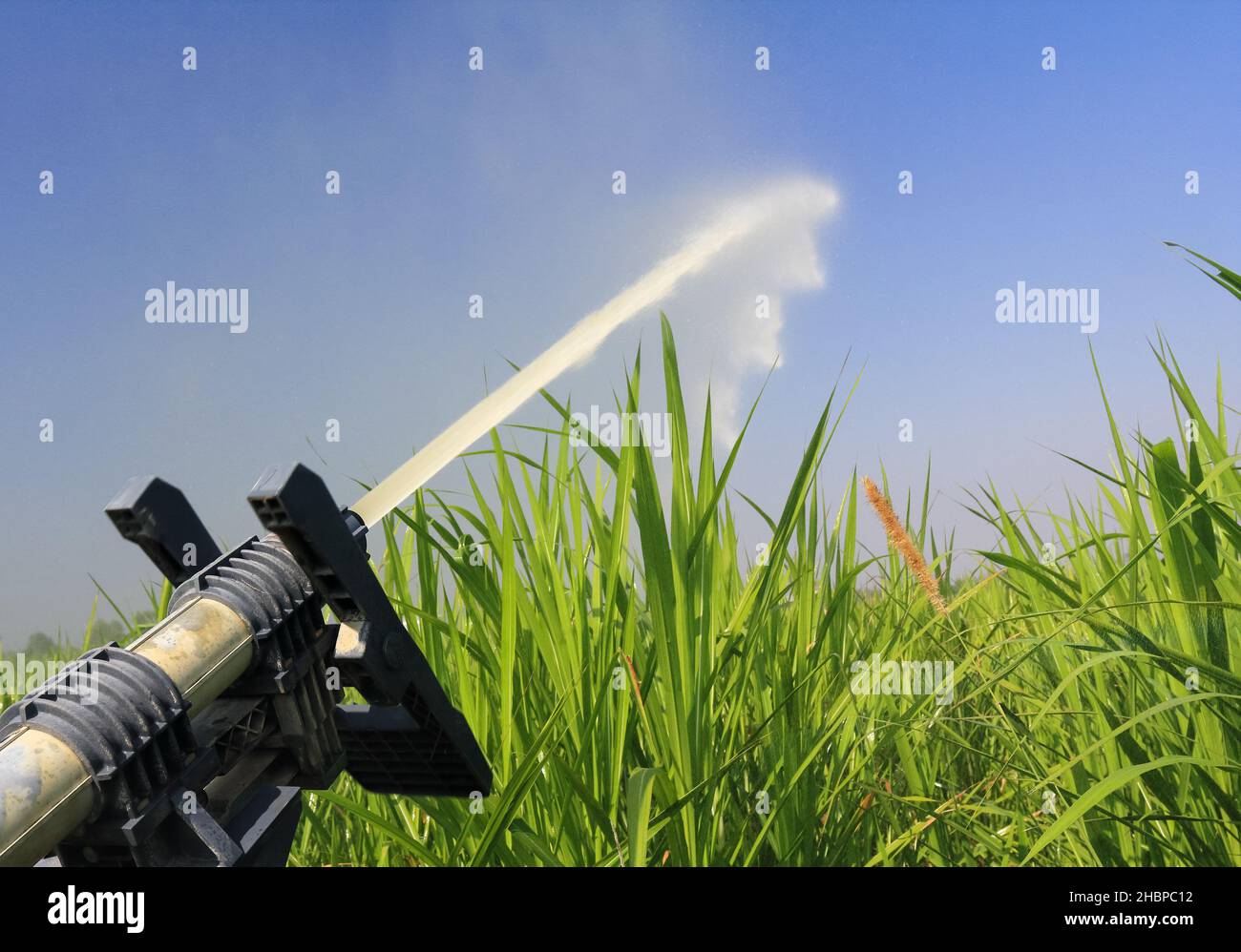 sprinkler head watering napier grass for feeding dairy cows Stock Photo