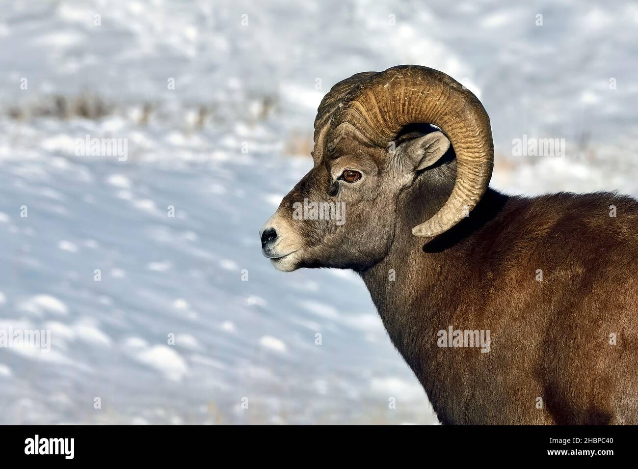 An adult male Bighorn Sheep 'Orvis canadensis', portrait in winter with freshly fallen snow in rural Alberta Canada. Stock Photo