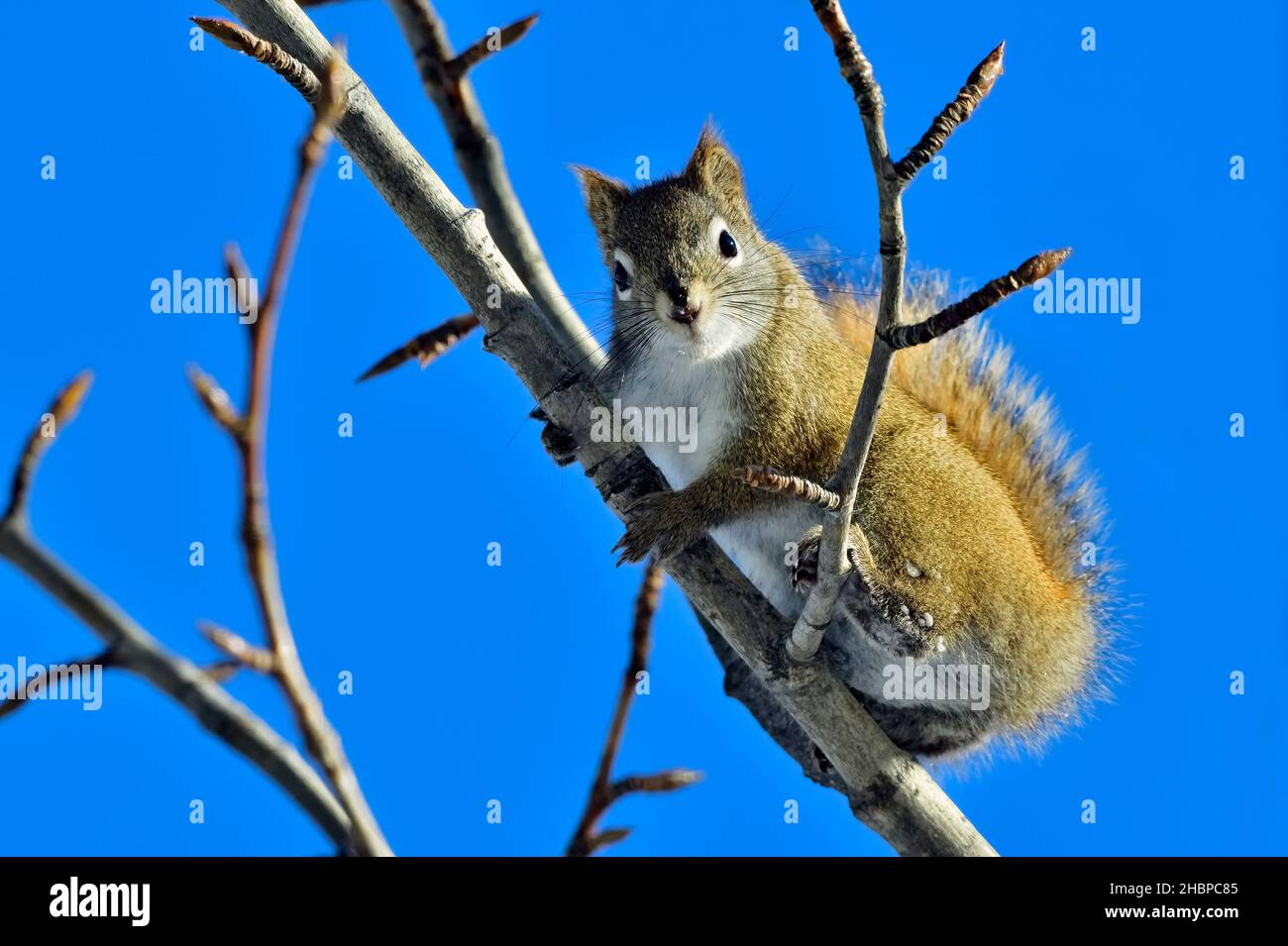 A wild Red Squirrel  'Tamiasciurus hudsonicus', climbing a poplar tree branch and looking down in his habitat in rural Alberta Canada Stock Photo