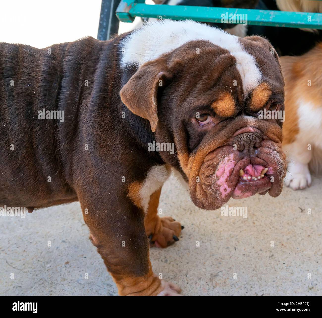 Saggy face skin hires stock photography and images Alamy