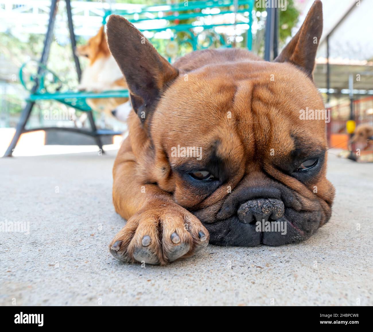 Saggy face skin hires stock photography and images Alamy